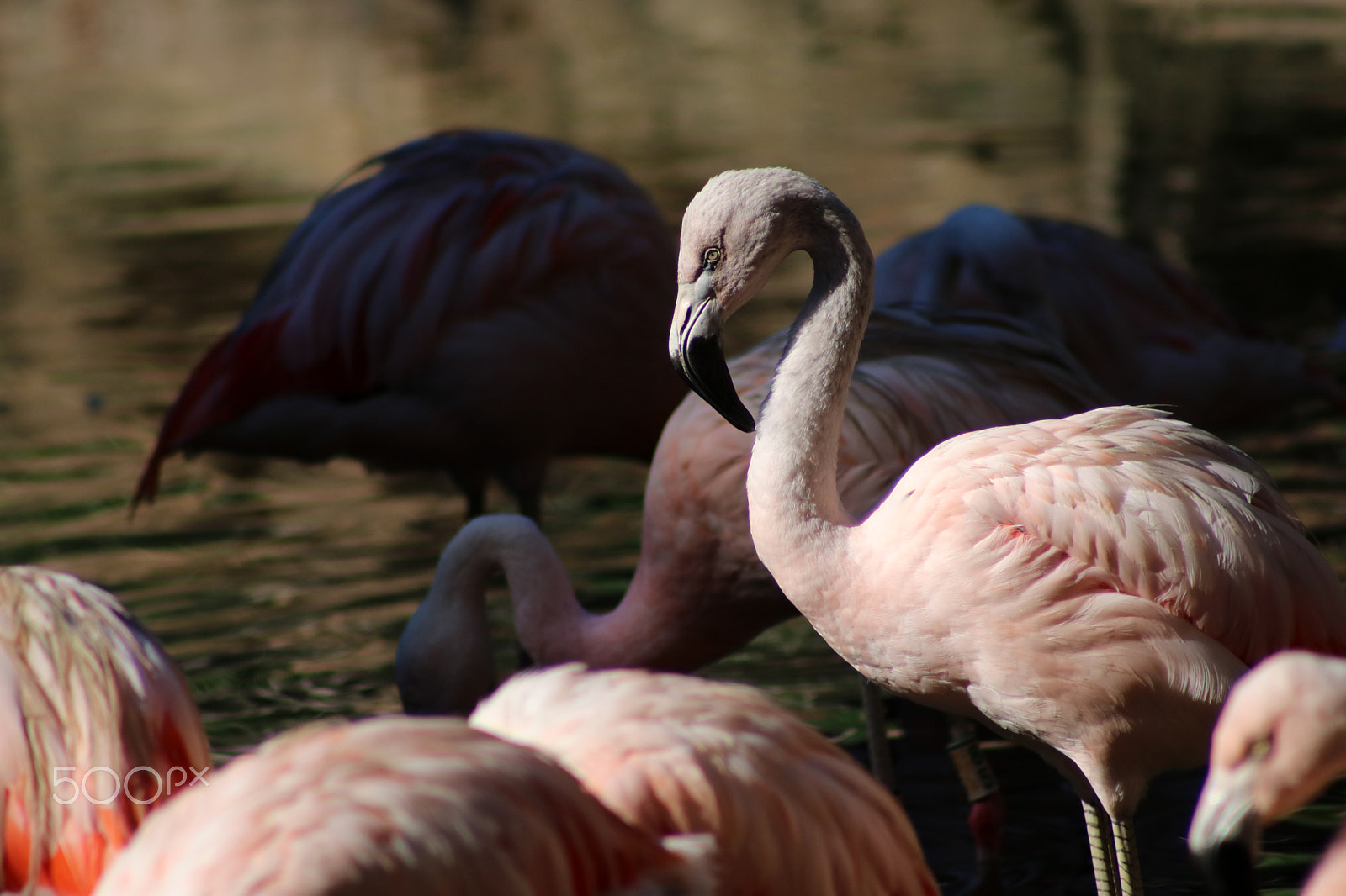 Canon EF 75-300mm f/4-5.6 USM sample photo. Flamingos 8727 photography