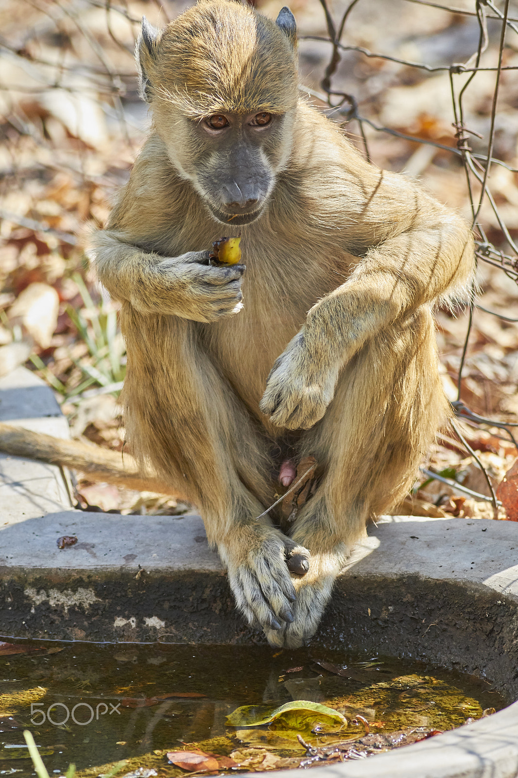 Canon EF 400mm F5.6L USM sample photo. Yellow baboon photography