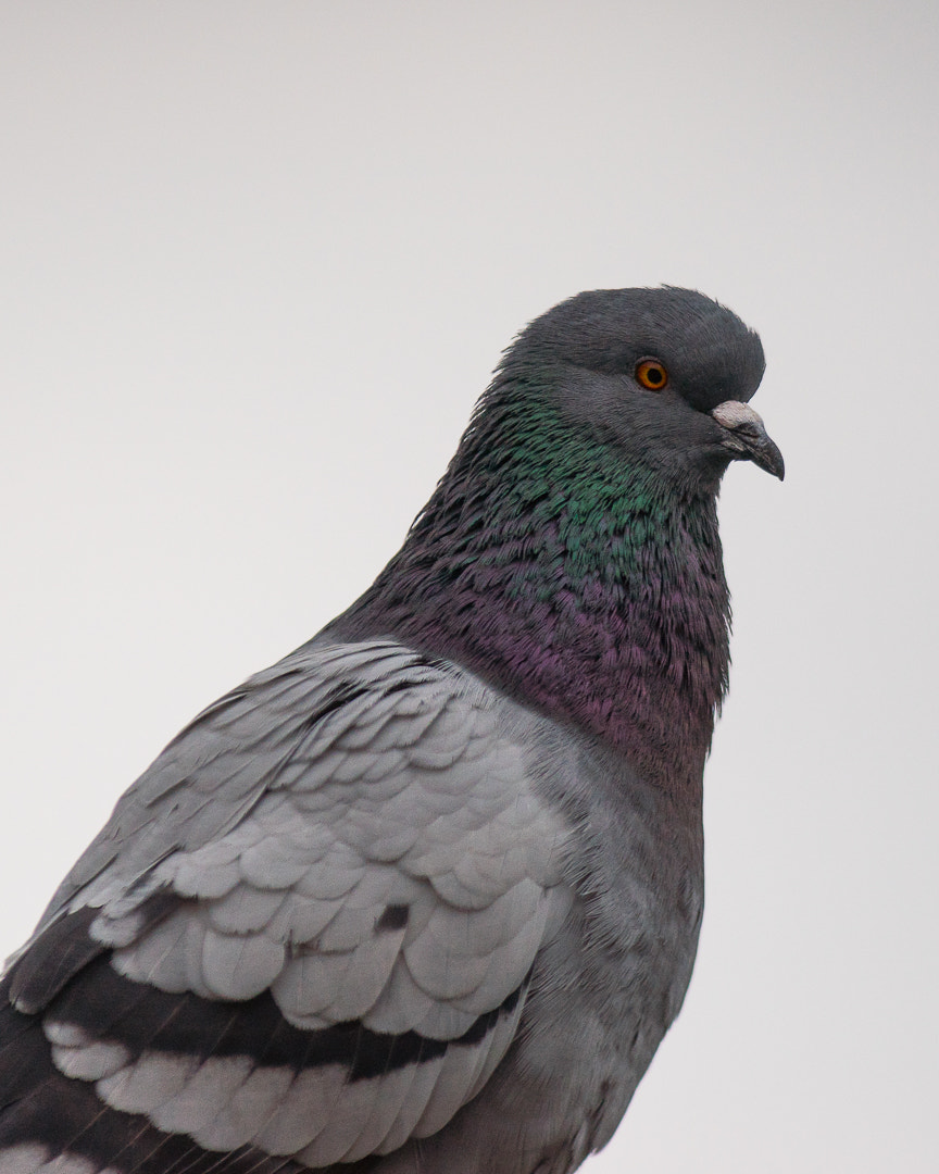 Canon EF 300mm F4L IS USM sample photo