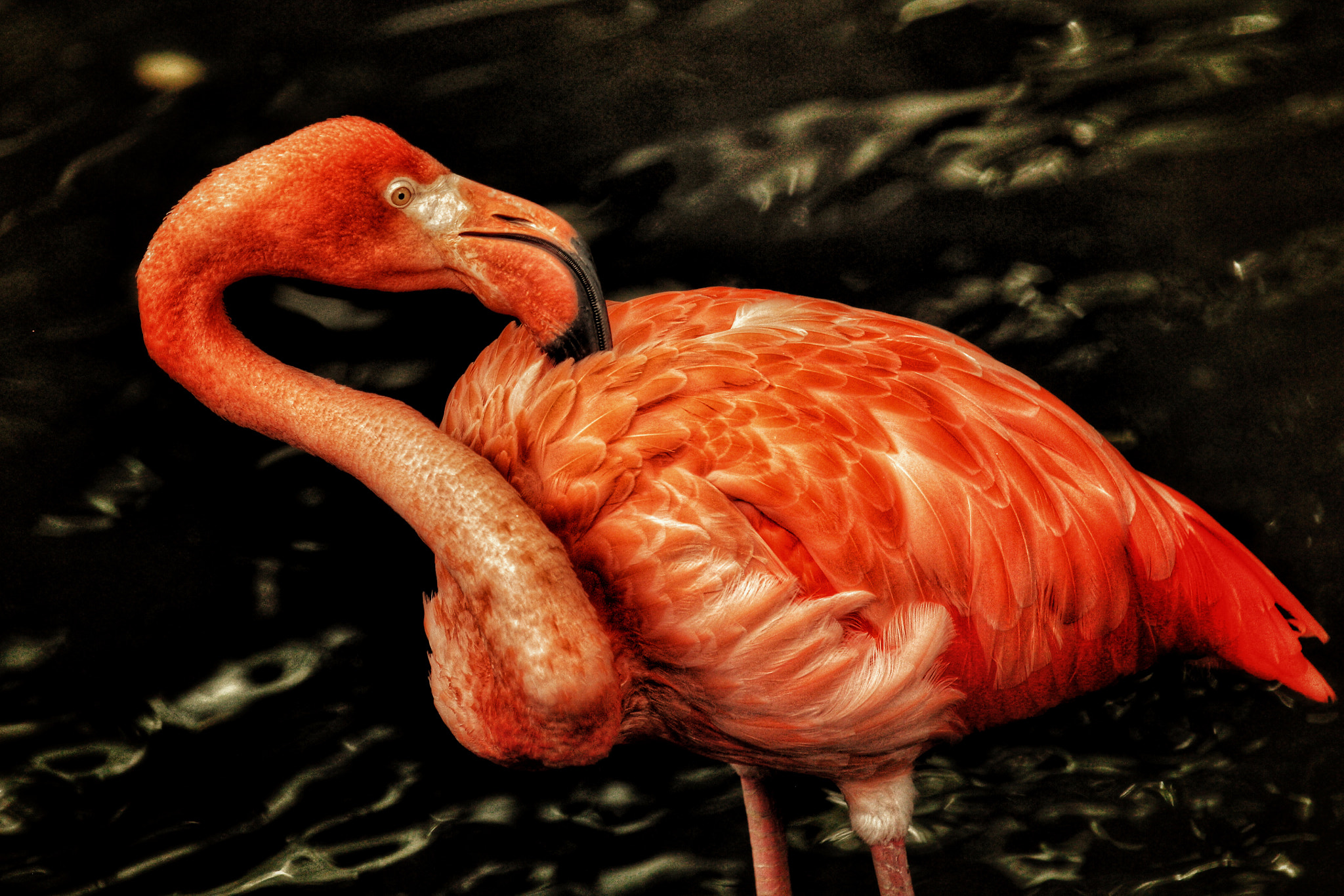 Canon EF 70-200mm F4L IS USM sample photo. Flamingo photography