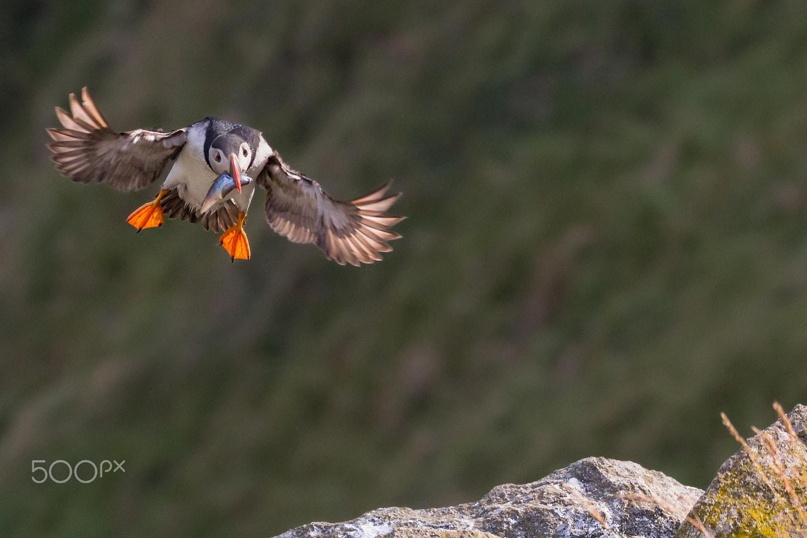 Canon EOS 60D sample photo. Landing puffin with a fish photography