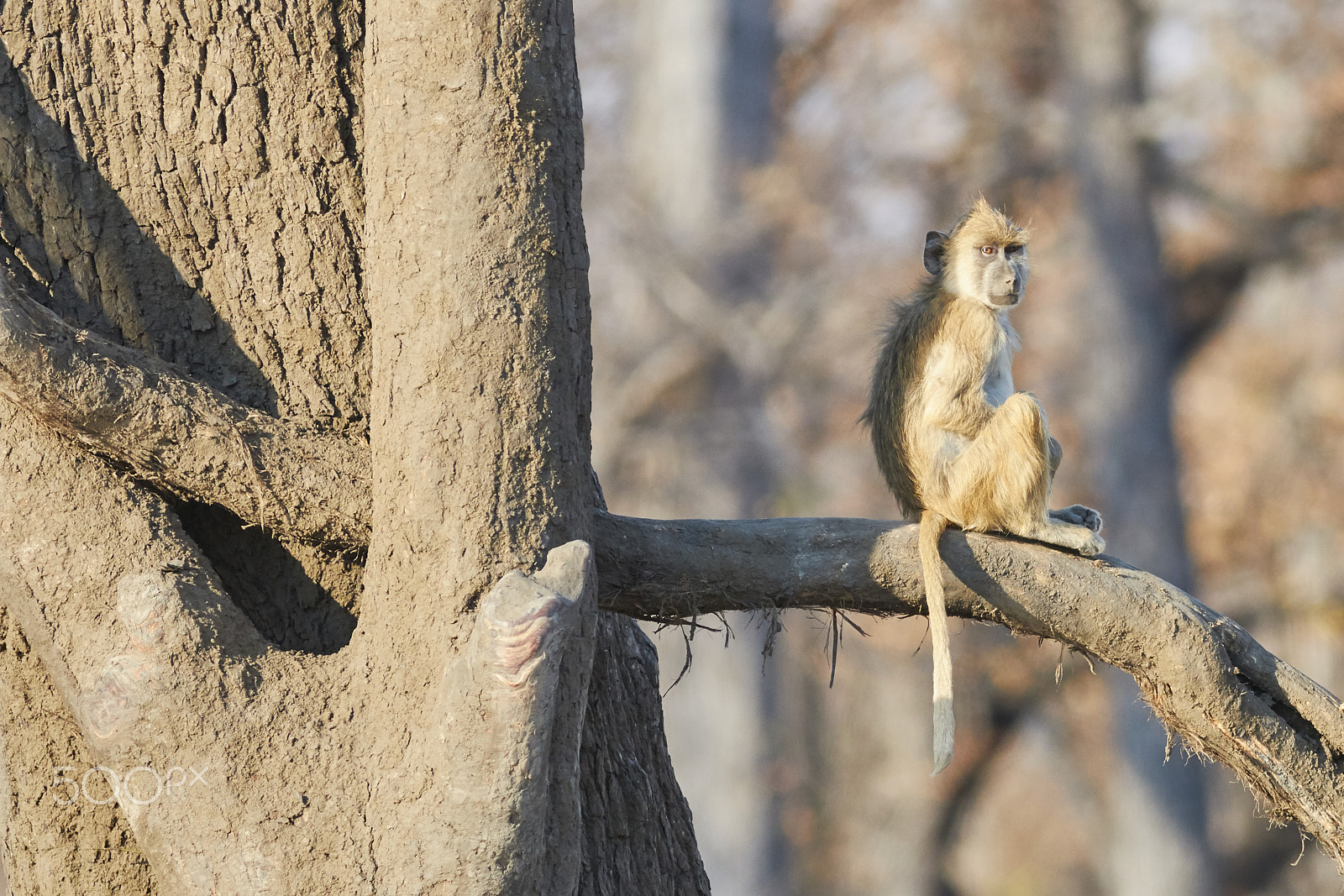 Canon EOS 70D + Canon EF 400mm F5.6L USM sample photo. Yellow baboon photography