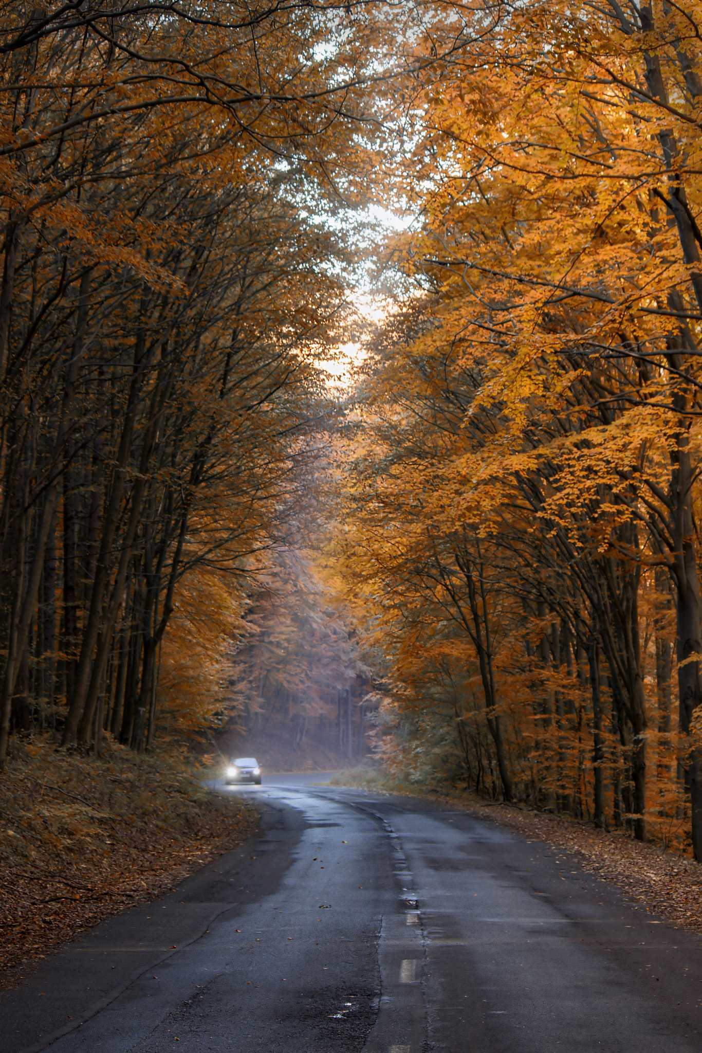 Canon EF-S 55-250mm F4-5.6 IS sample photo. Yellow autumn photography