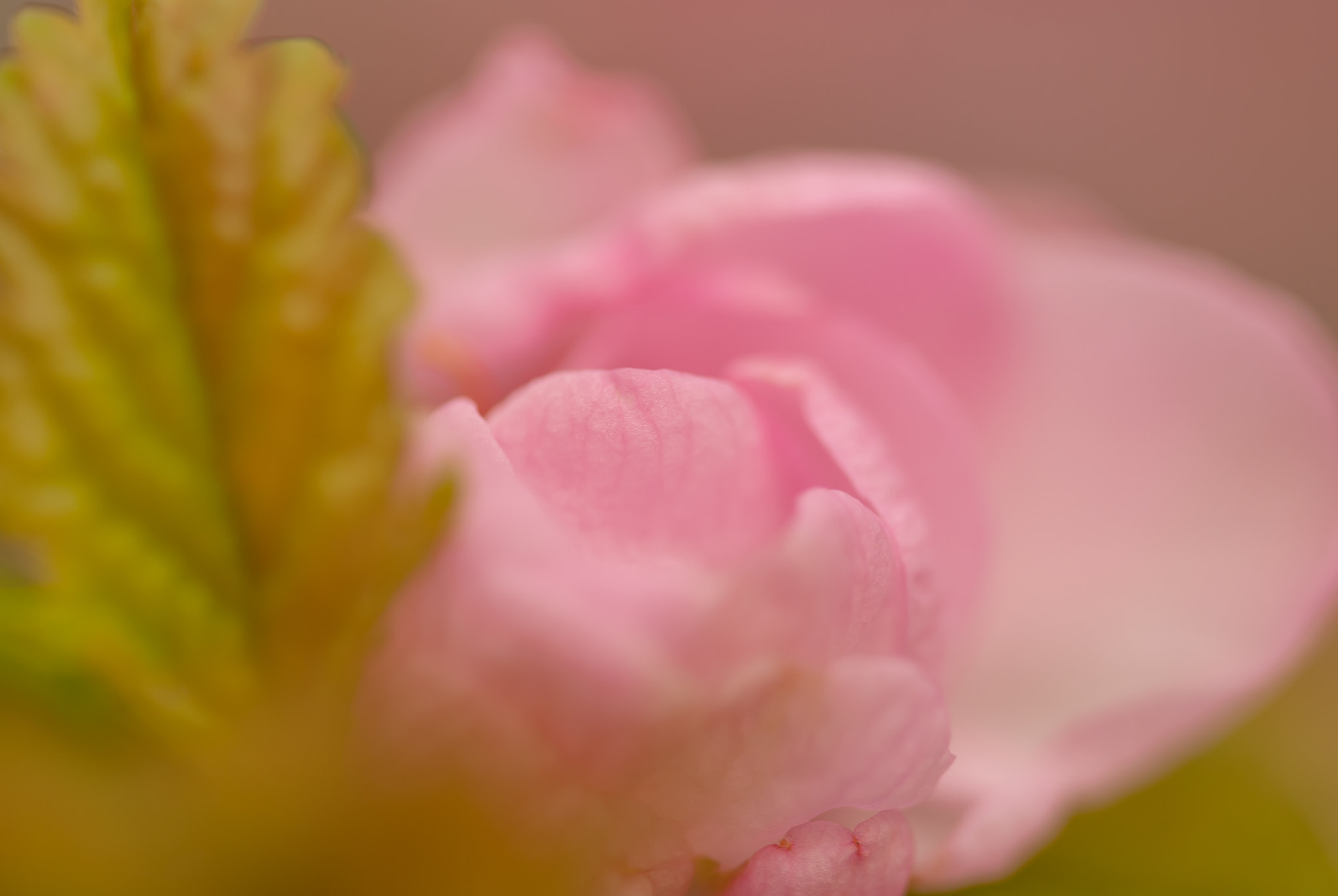 Nikon D80 sample photo. Mandelblüte photography