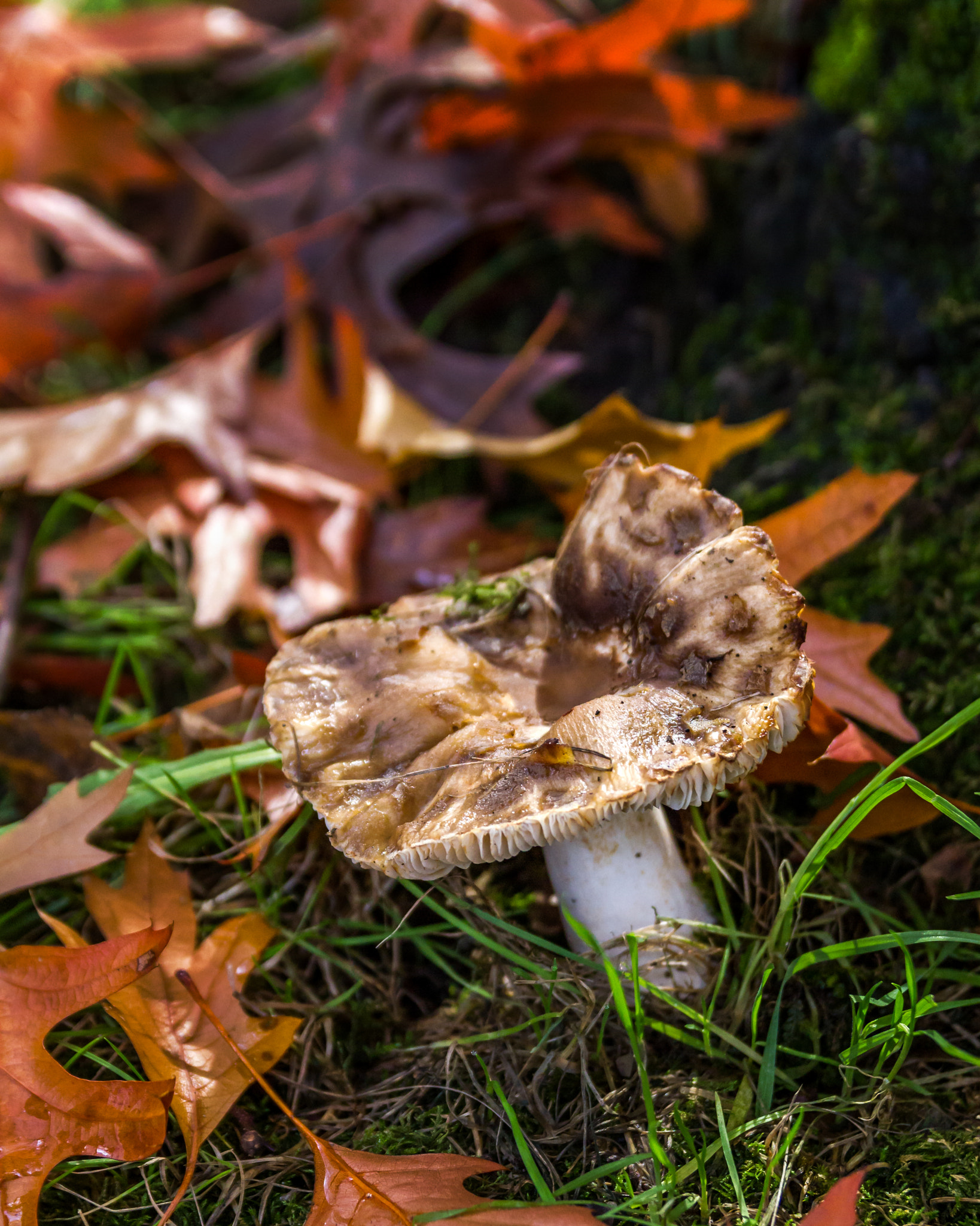 Sigma 18-50mm f/2.8 Macro sample photo. Mushroom photography