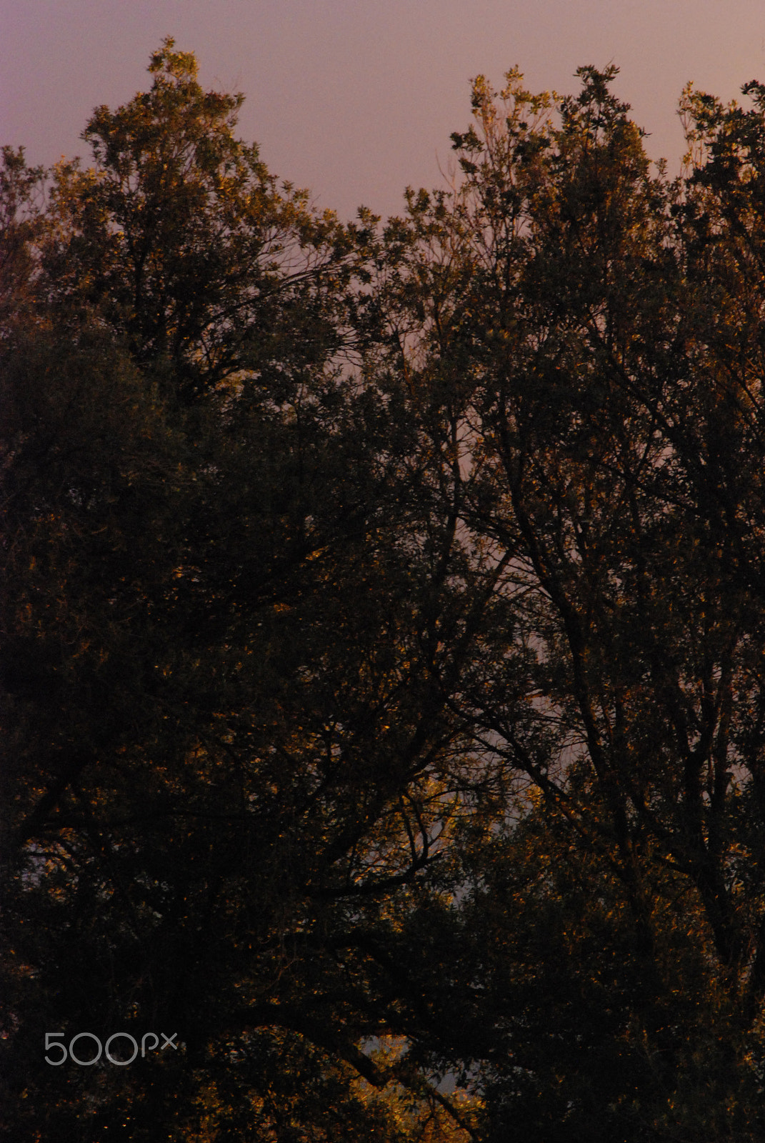 Nikon D80 sample photo. Trees silhouettes photography