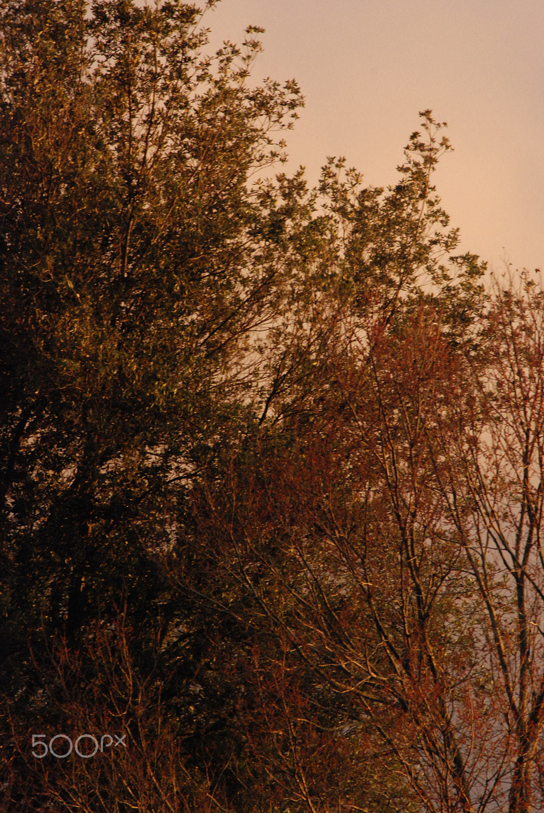 Nikon D80 sample photo. Warm trees photography