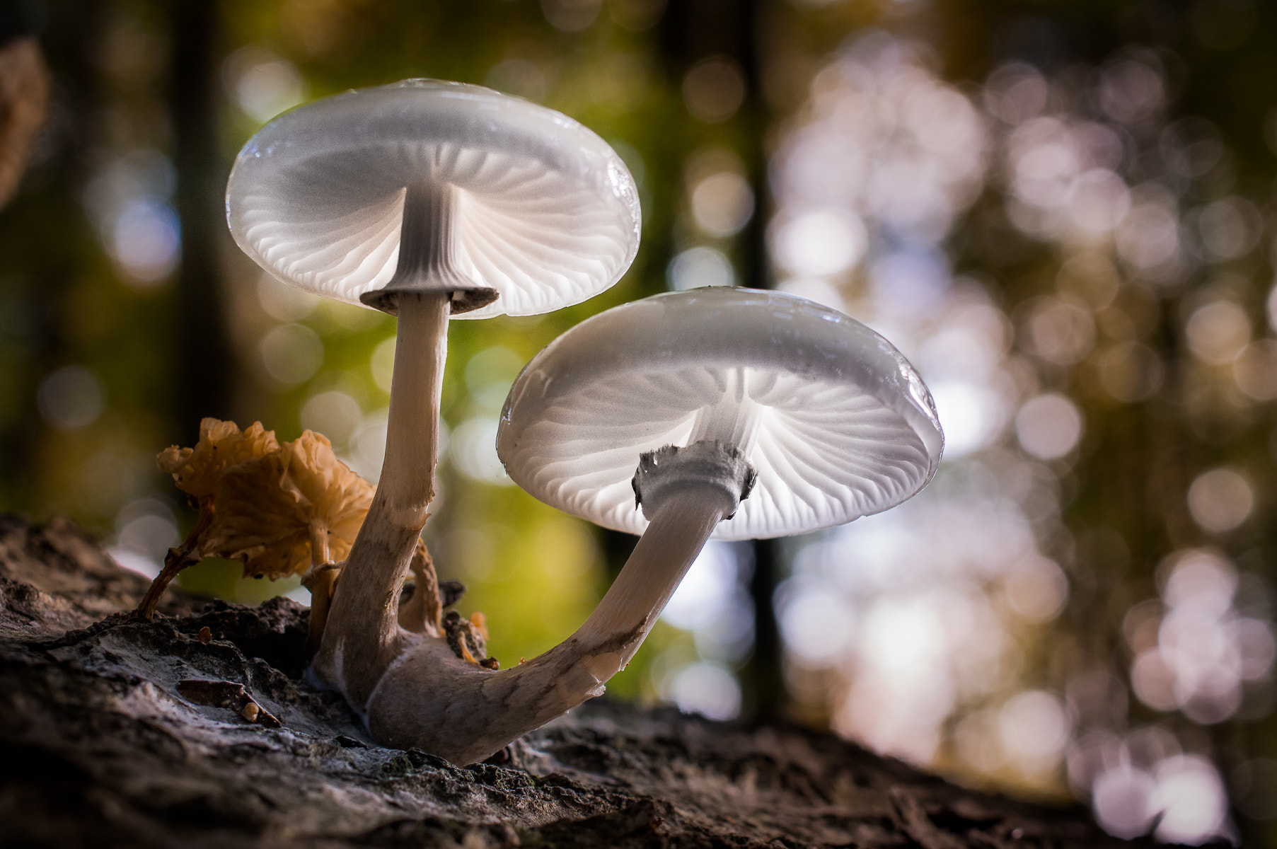 HD Pentax DA 35mm F2.8 Macro Limited sample photo. Autumn forest | mushrooms in the darkness photography