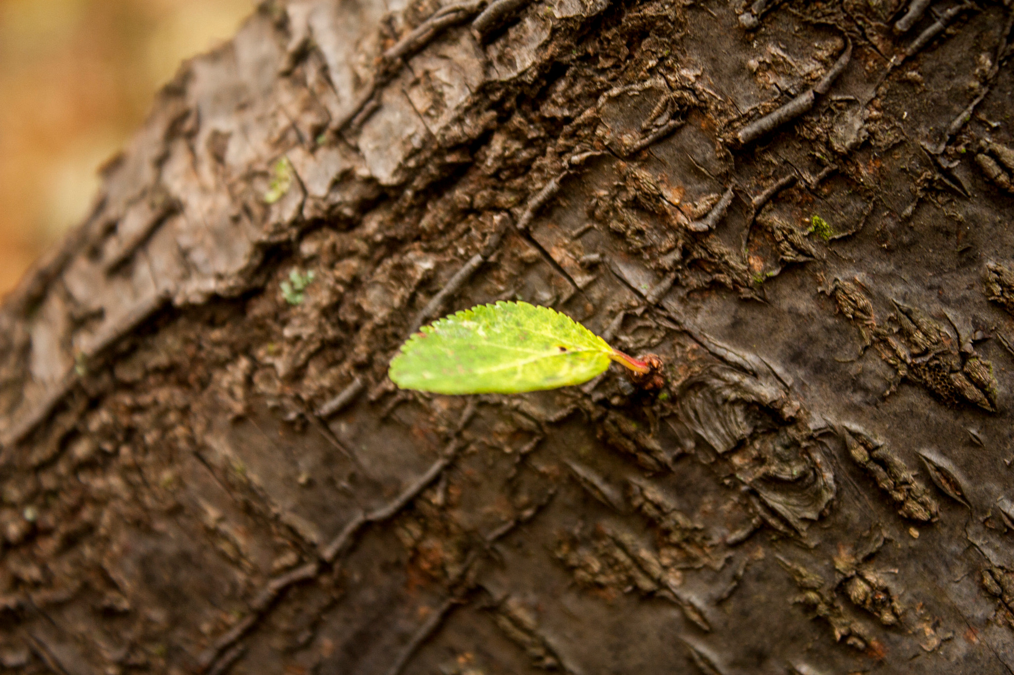 Canon EOS 30D sample photo. Img photography