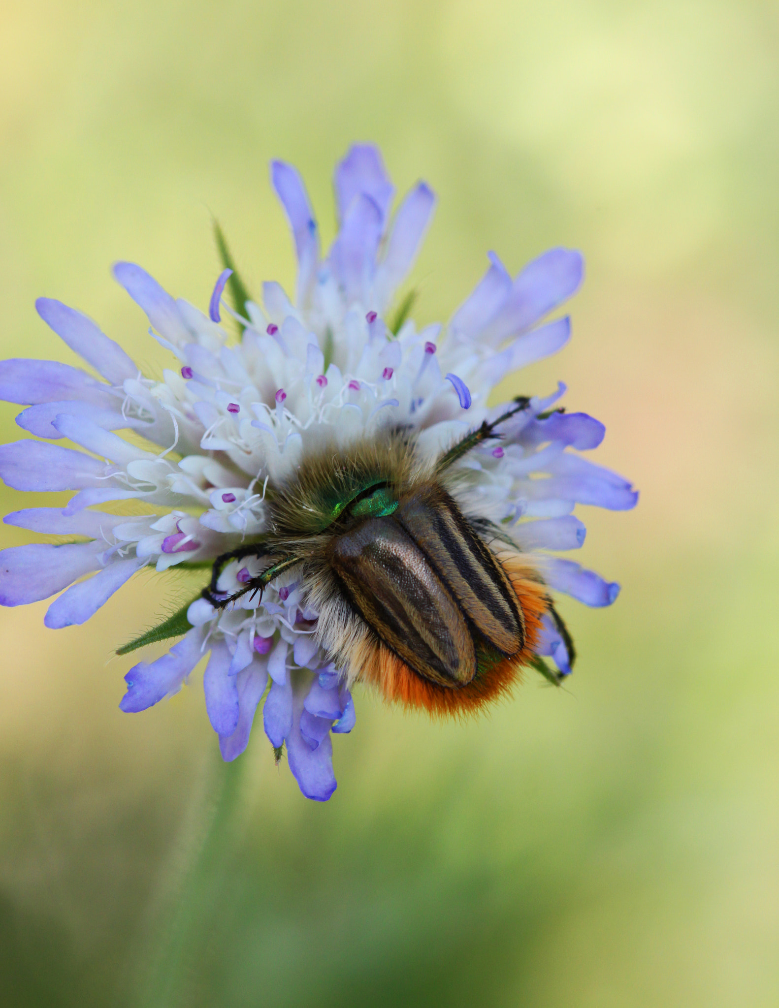 Canon EF 100mm F2.8 Macro USM sample photo. Passionate hug photography