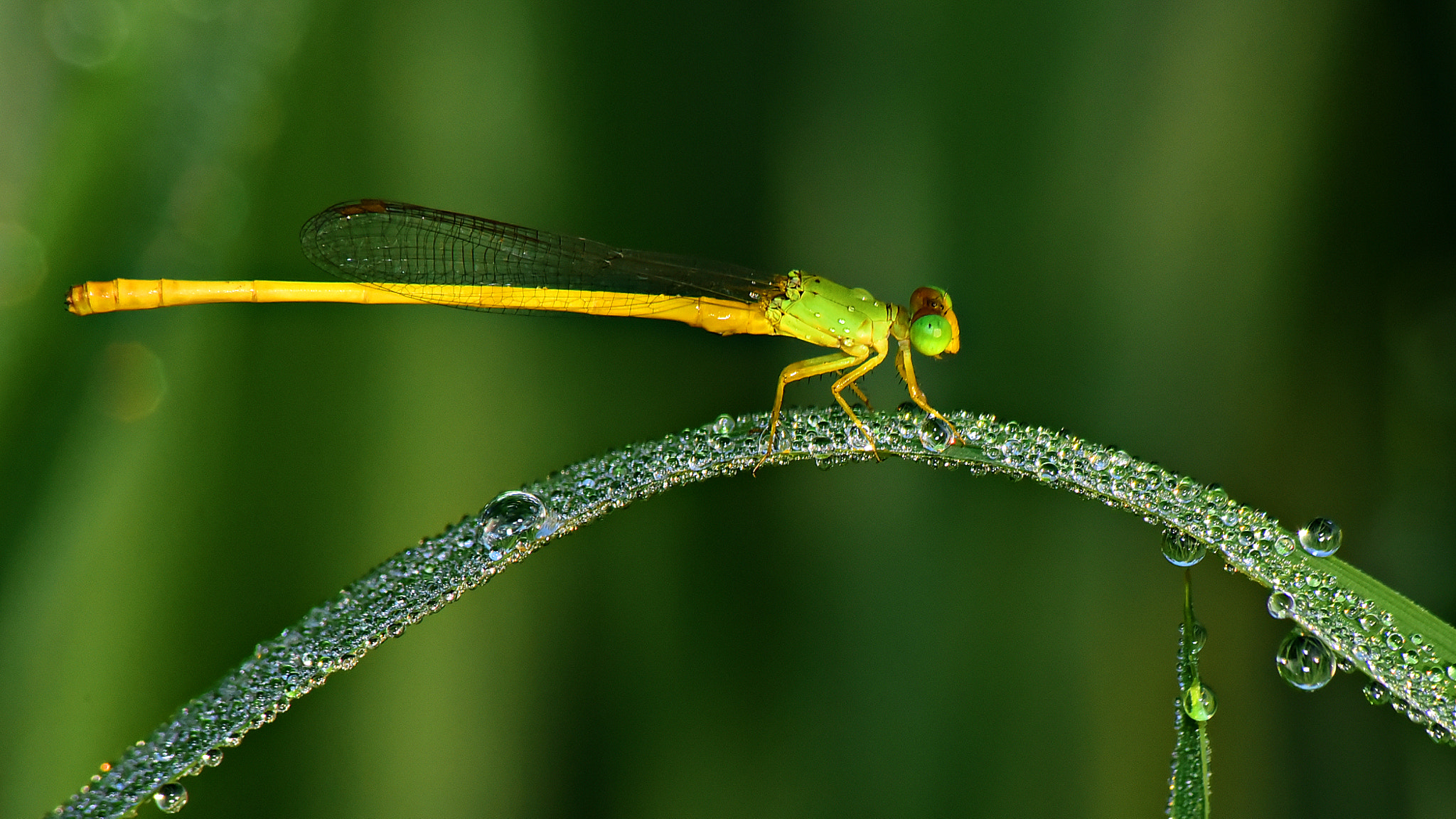 Sigma 70-300mm F4-5.6 APO DG Macro sample photo. Pixo photography