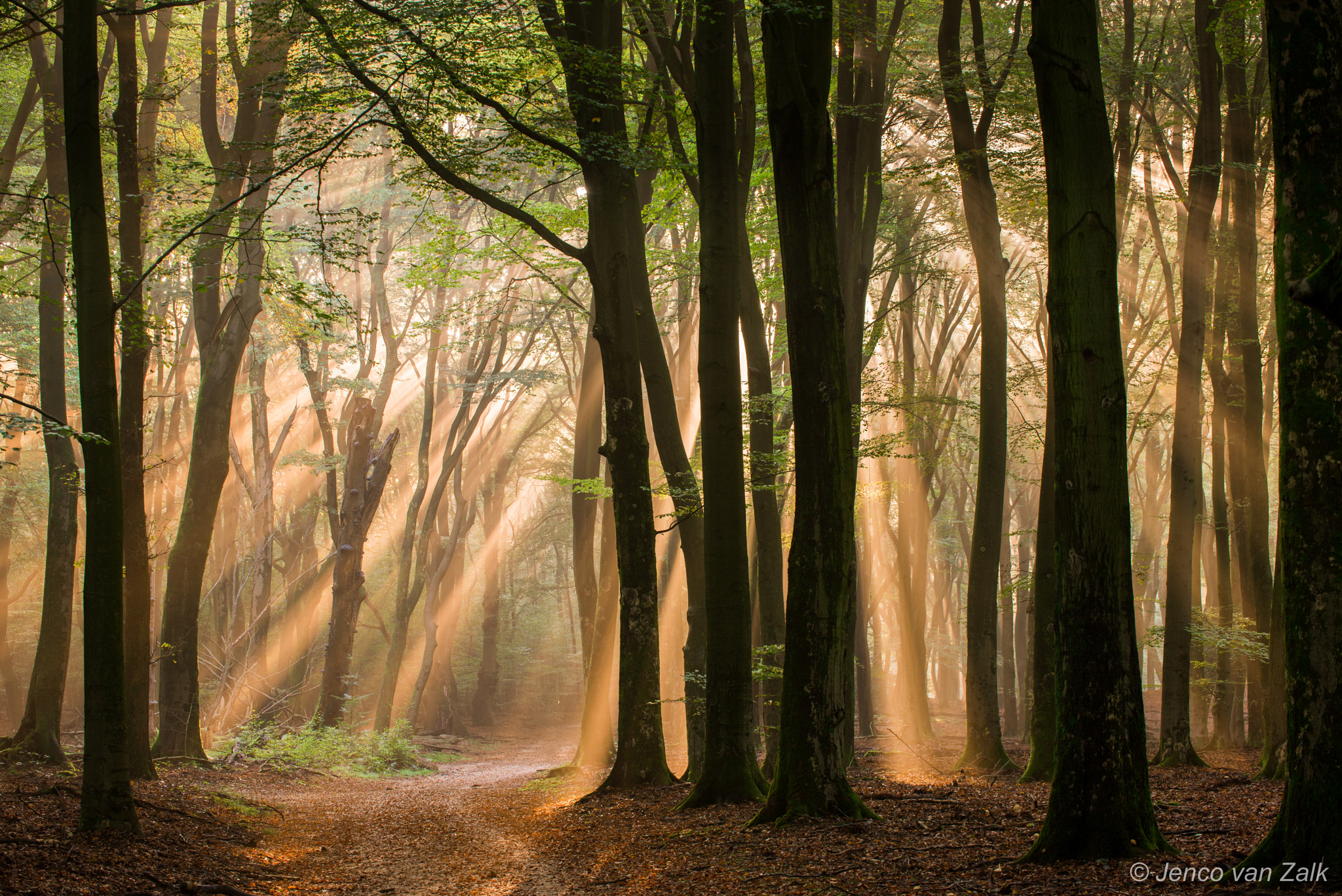 Nikon D800E sample photo. Sun-rays photography