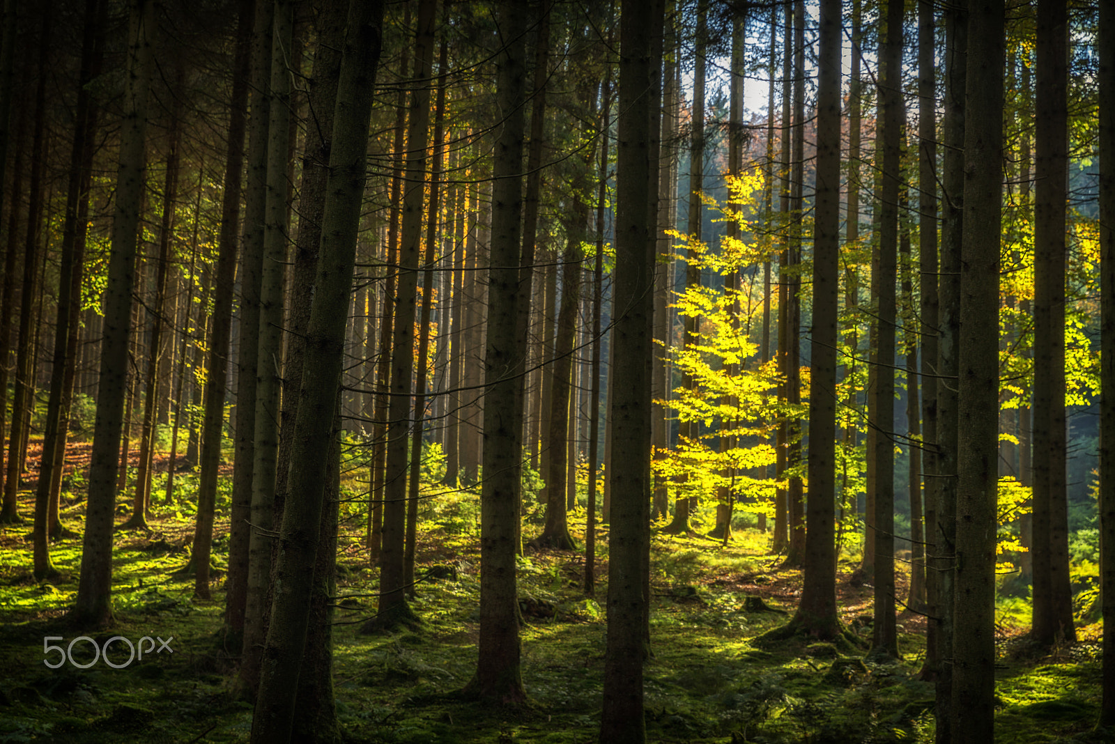 Sony a7R sample photo. Light of autumn photography
