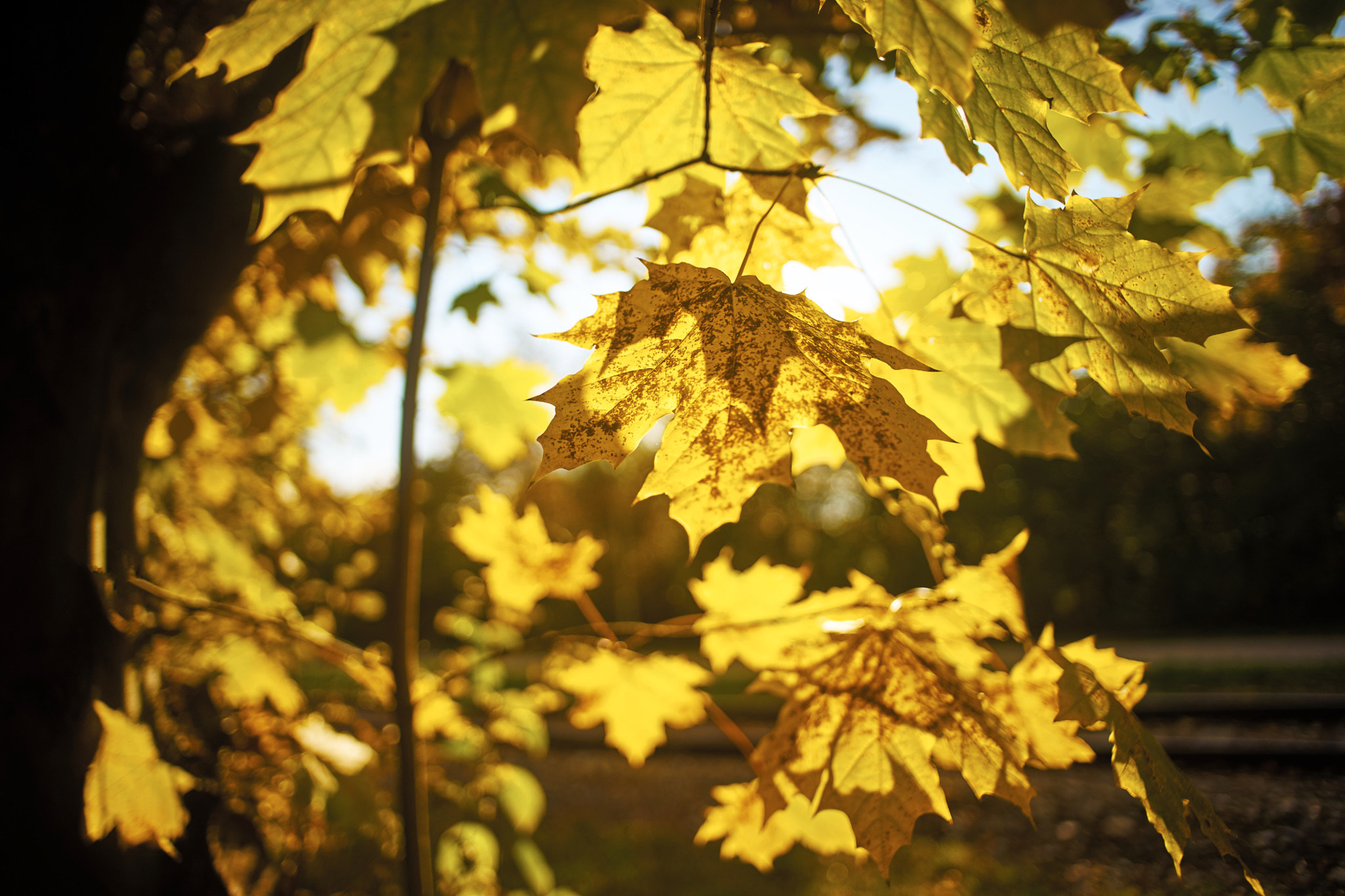 Sony a7 sample photo. Mellow yellow photography