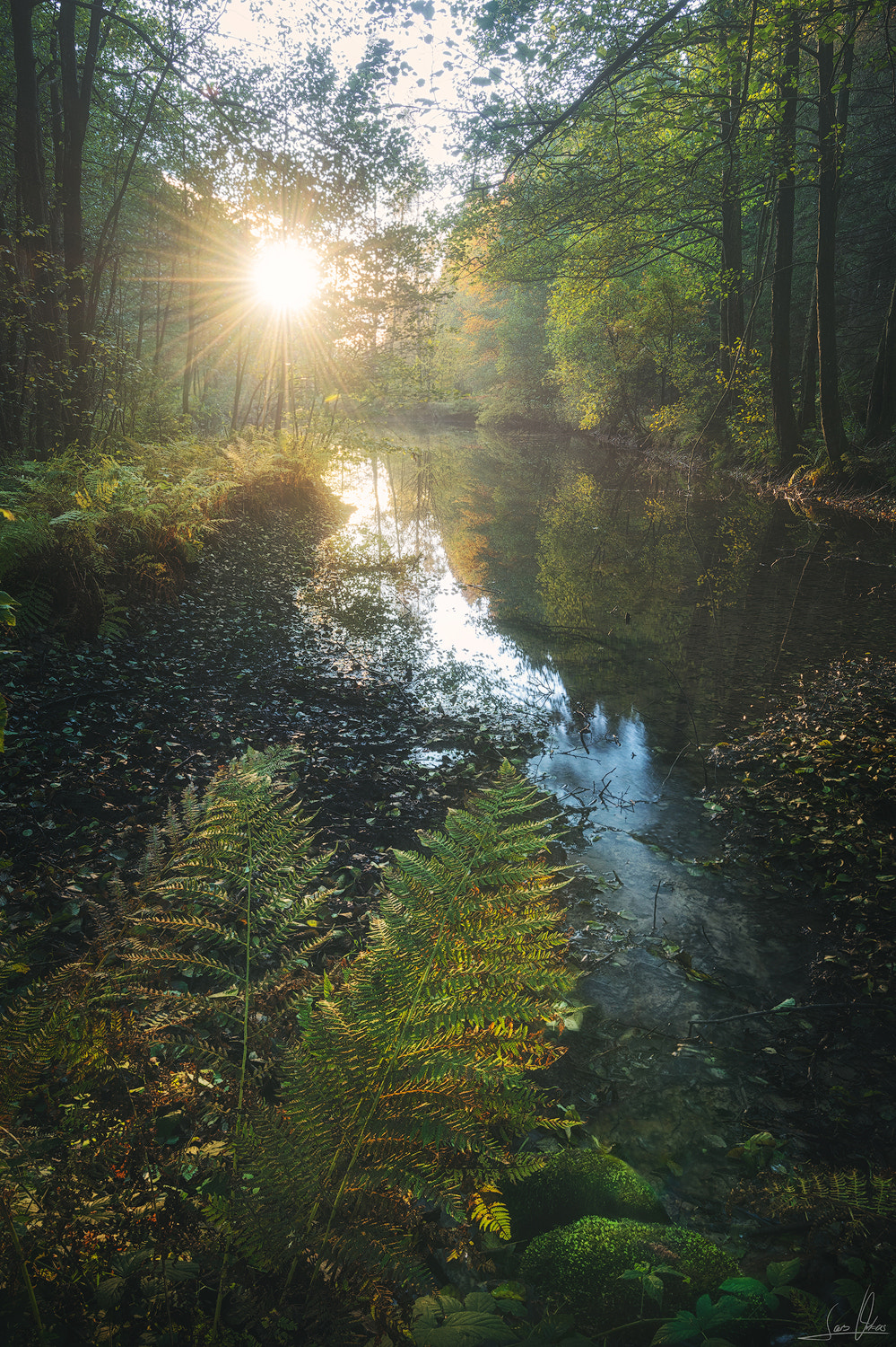 Nikon AF-S Nikkor 16-35mm F4G ED VR sample photo. Deep forest sundown photography
