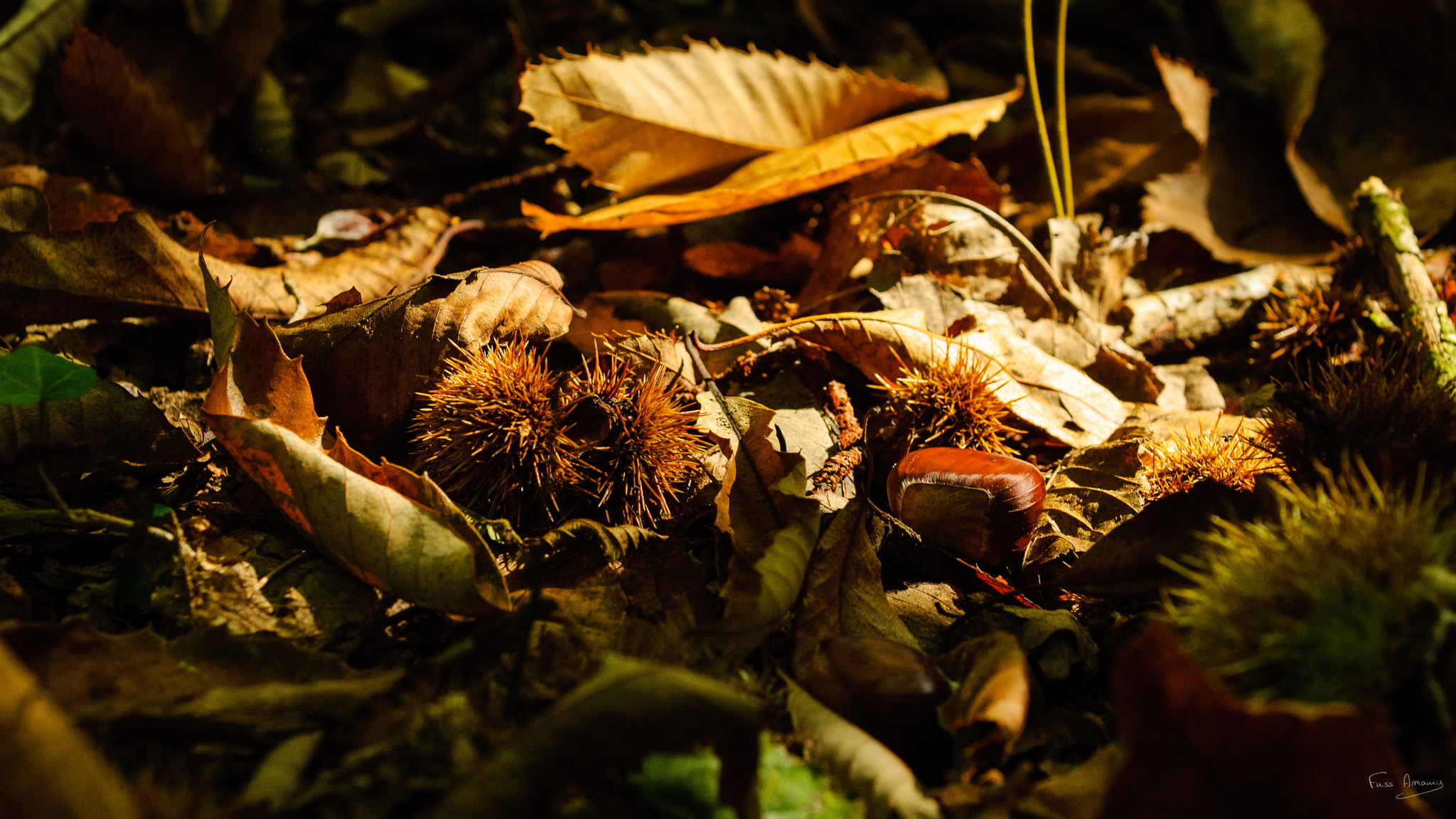 Nikon D200 sample photo. Autumn undergrowth photography