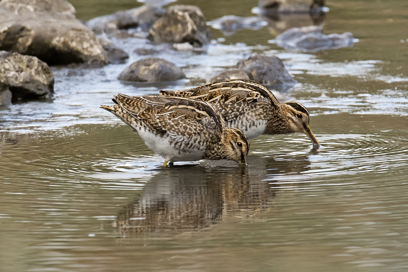 Nikon AF-S Nikkor 600mm F4D ED-IF II sample photo. Common snipes feeding photography