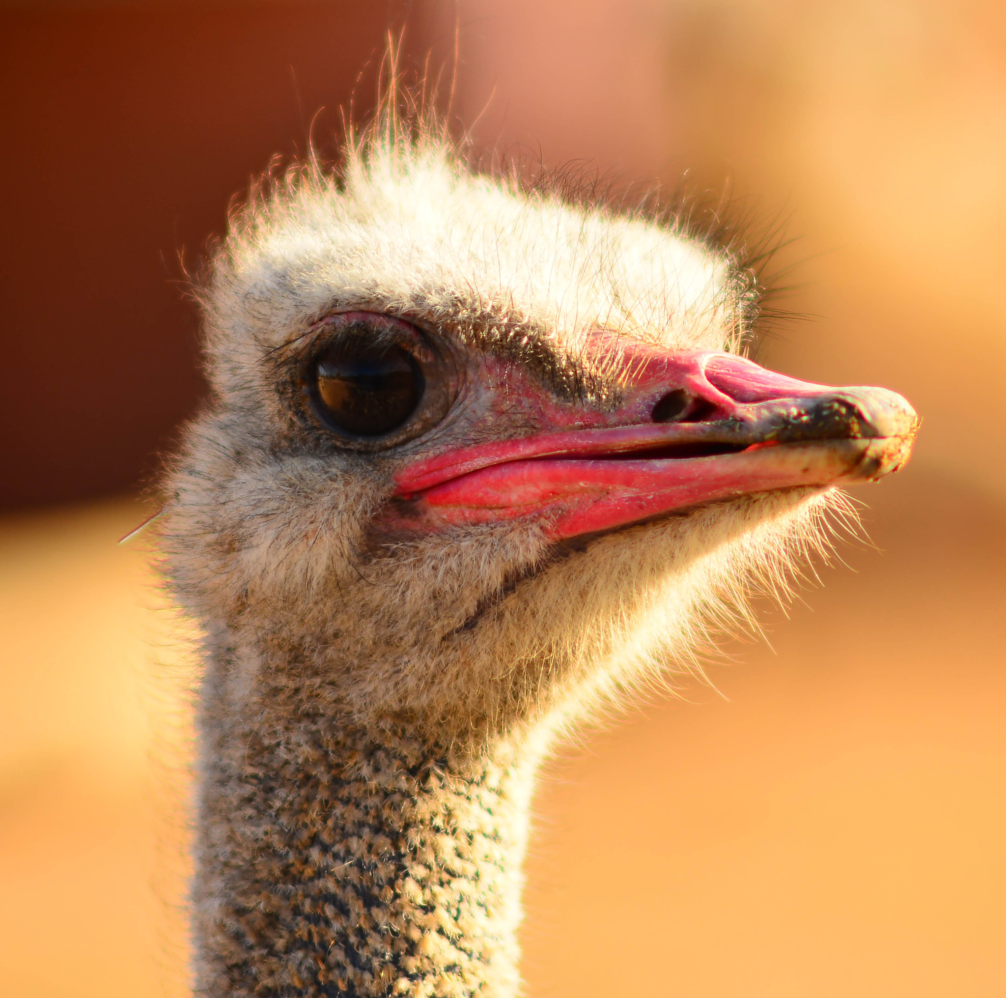 Nikon D800 + AF DC-Nikkor 135mm f/2D sample photo. Ostrich portrait photography