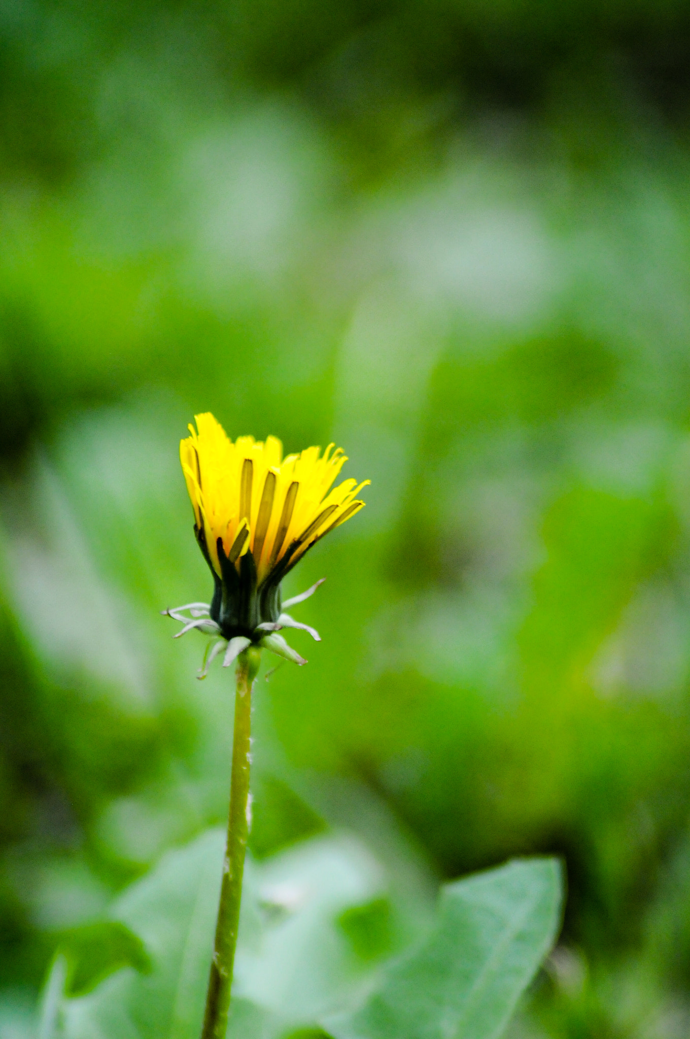 Nikon D300S sample photo. Flower photography