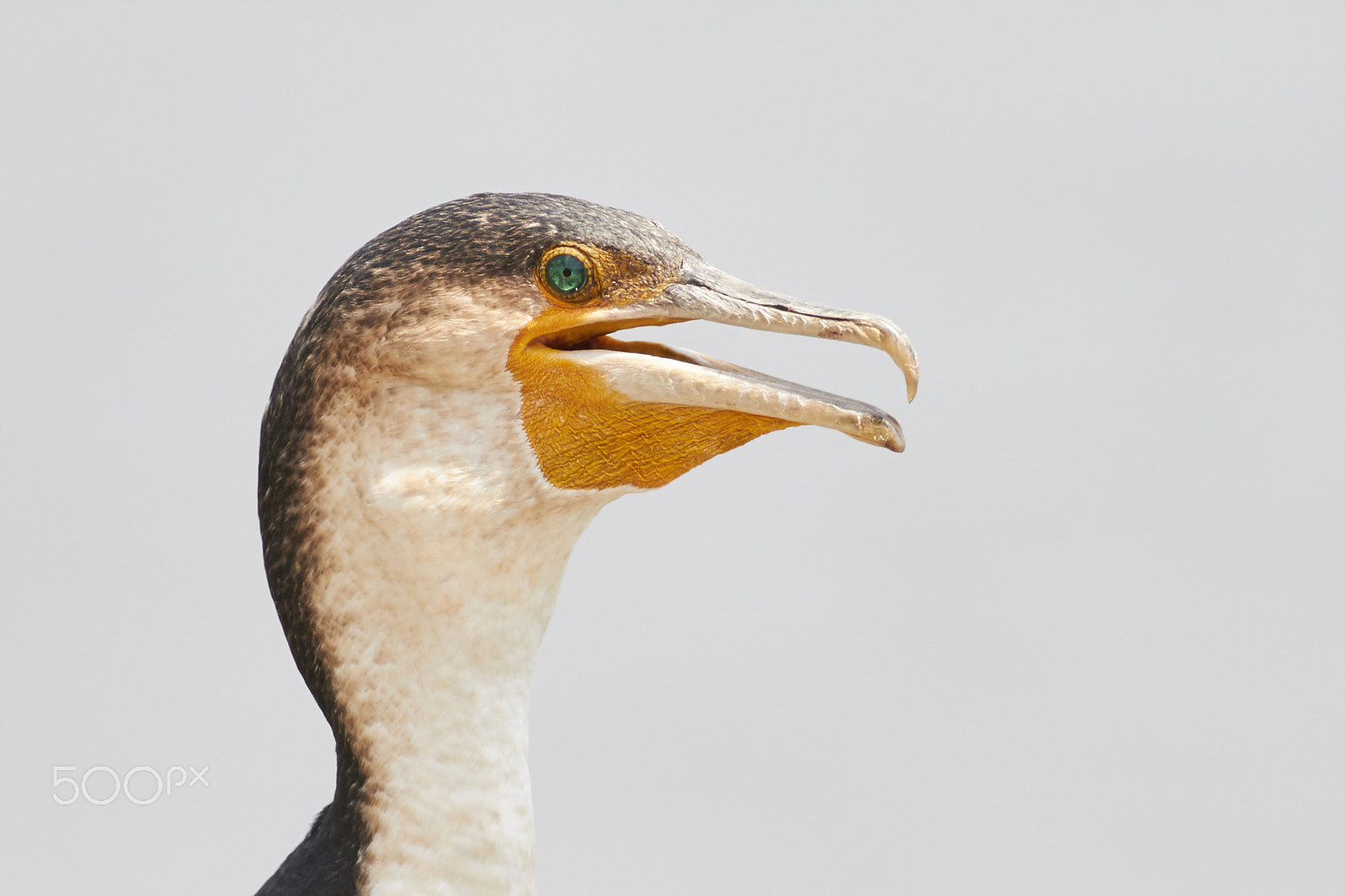 Canon EOS 70D + Canon EF 400mm F5.6L USM sample photo. White-breasted cormorant photography