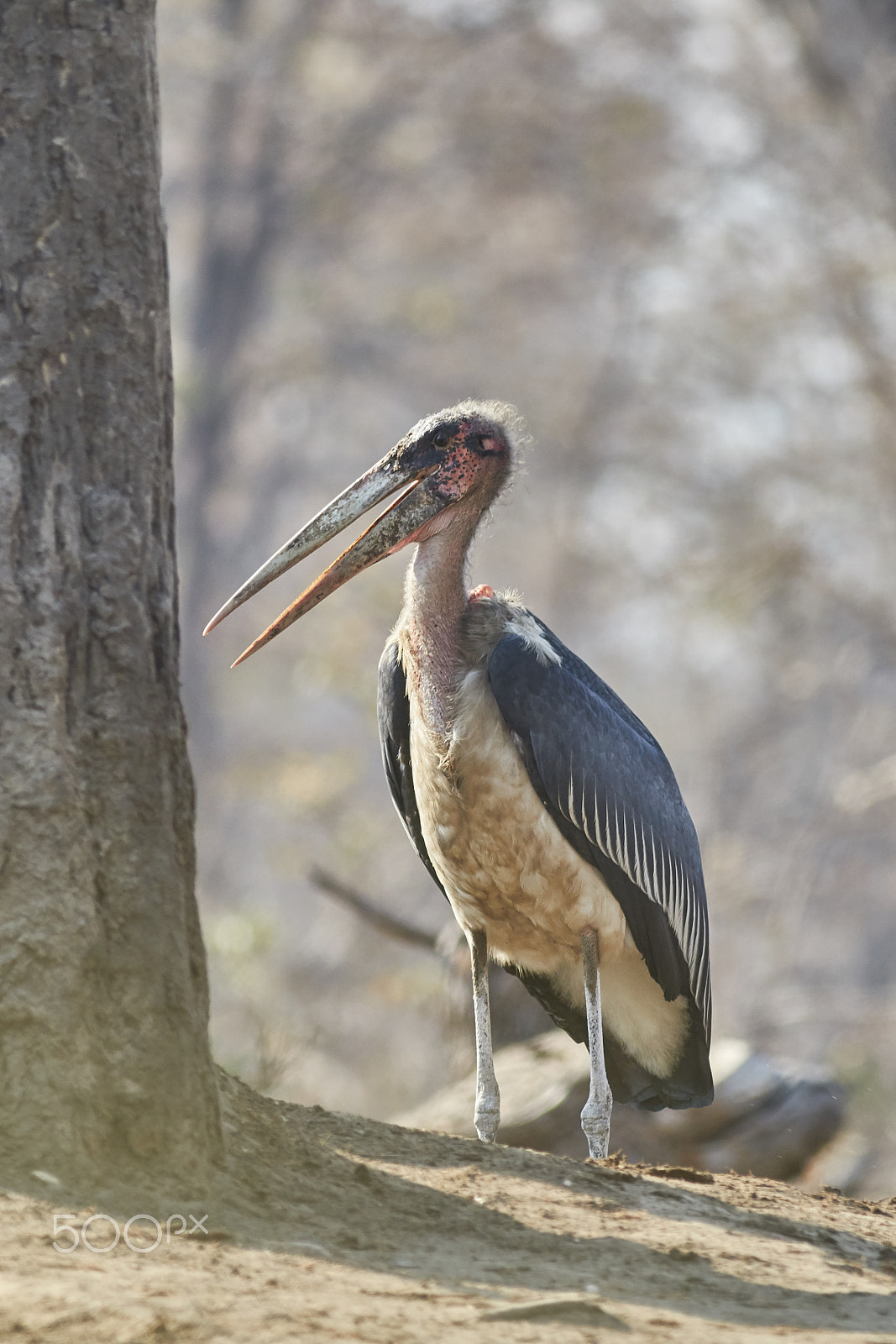 Canon EOS 70D + Canon EF 400mm F5.6L USM sample photo. Marabou stork photography