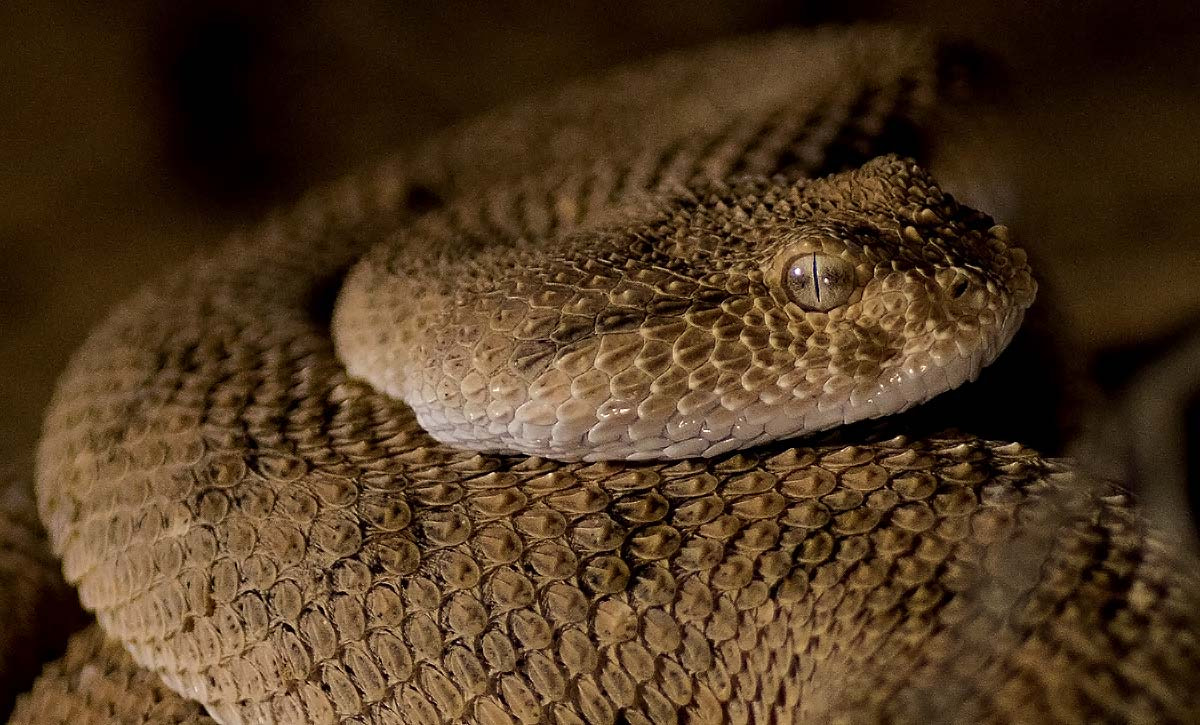 Canon EOS 7D Mark II + Tamron SP AF 90mm F2.8 Di Macro sample photo. Horned viper photography