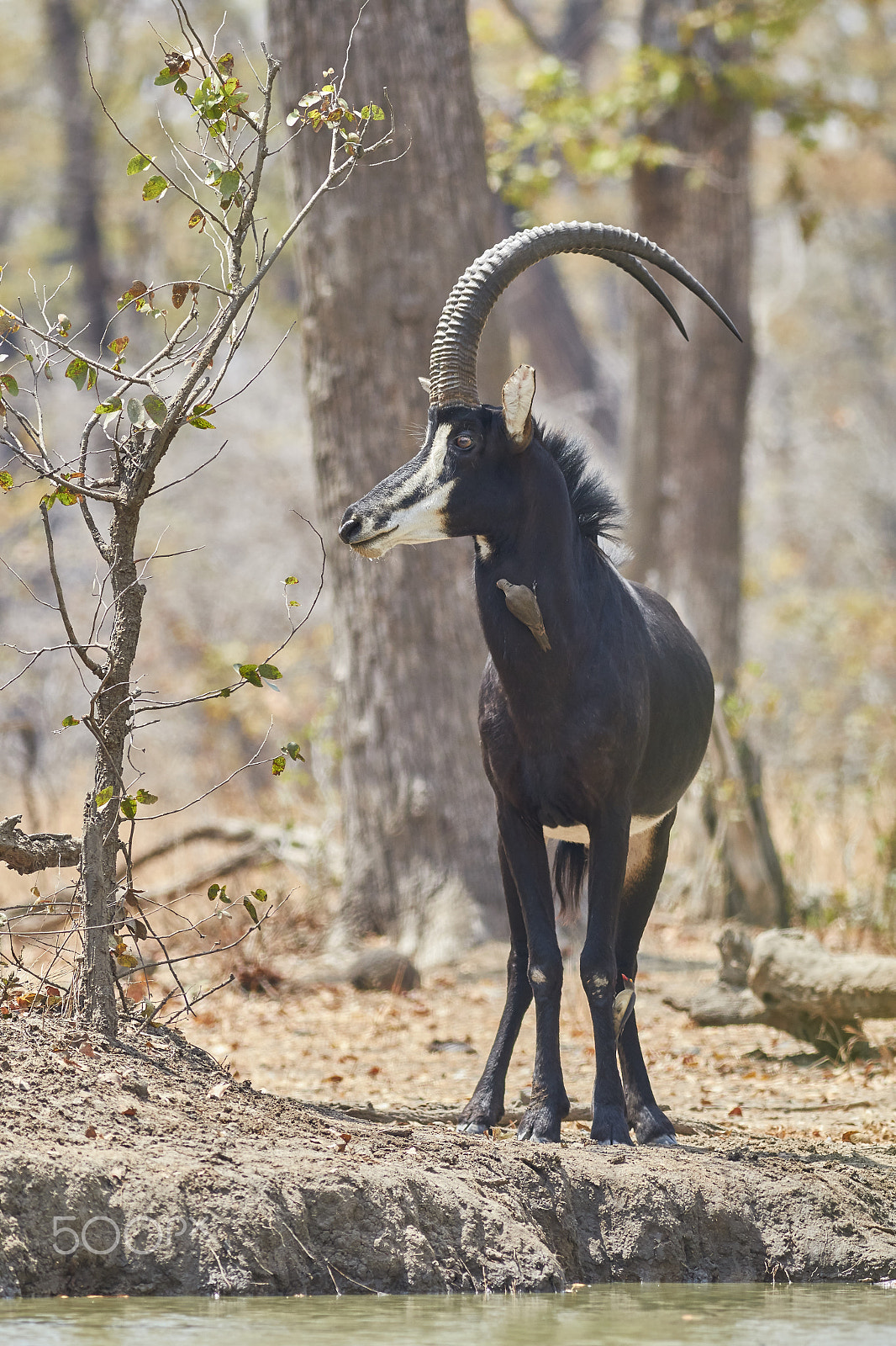 Canon EOS 70D + Canon EF 400mm F5.6L USM sample photo. Sable antelope photography