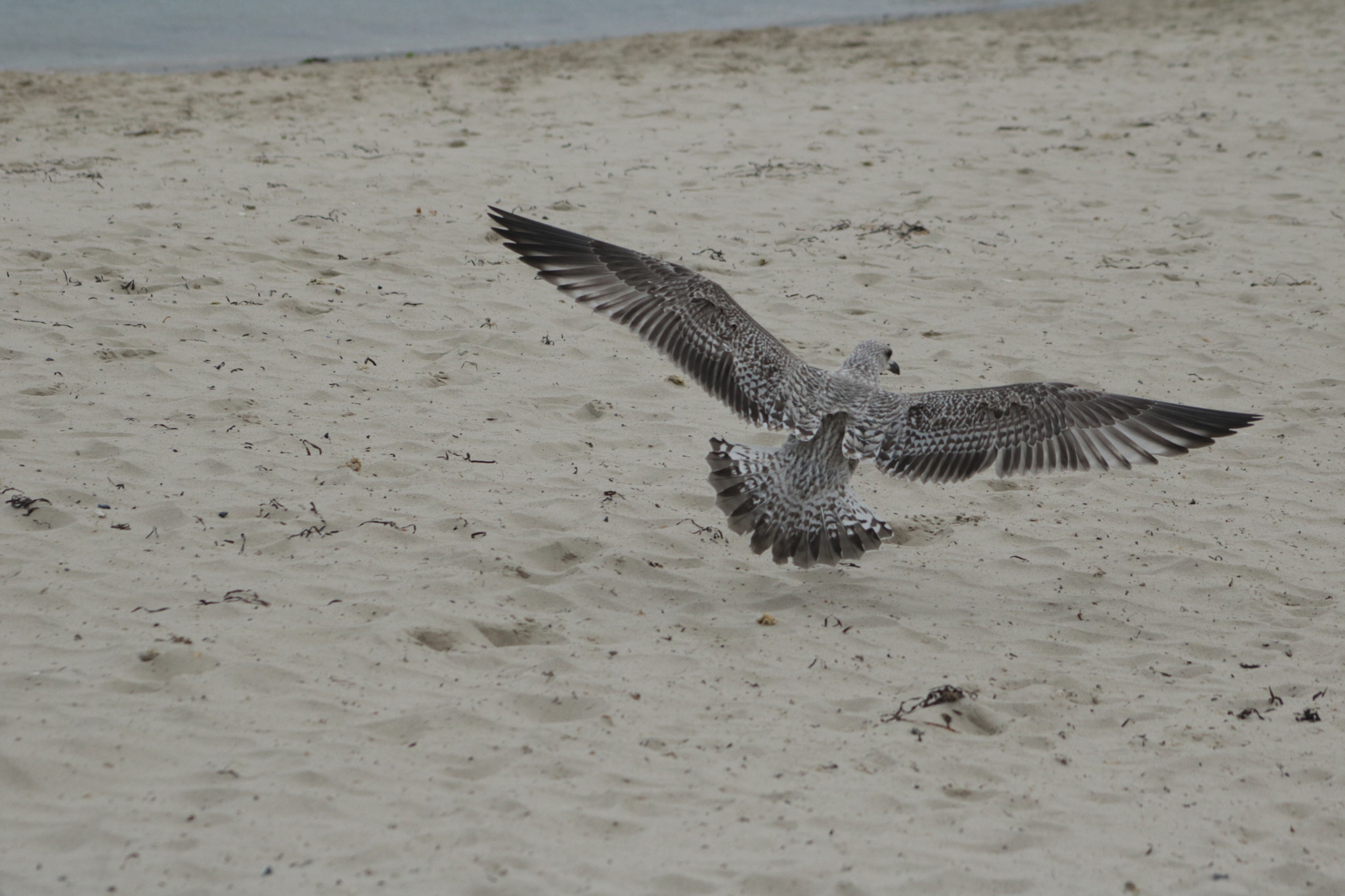 Canon EOS 760D (EOS Rebel T6s / EOS 8000D) + EF75-300mm f/4-5.6 sample photo. Gull photography