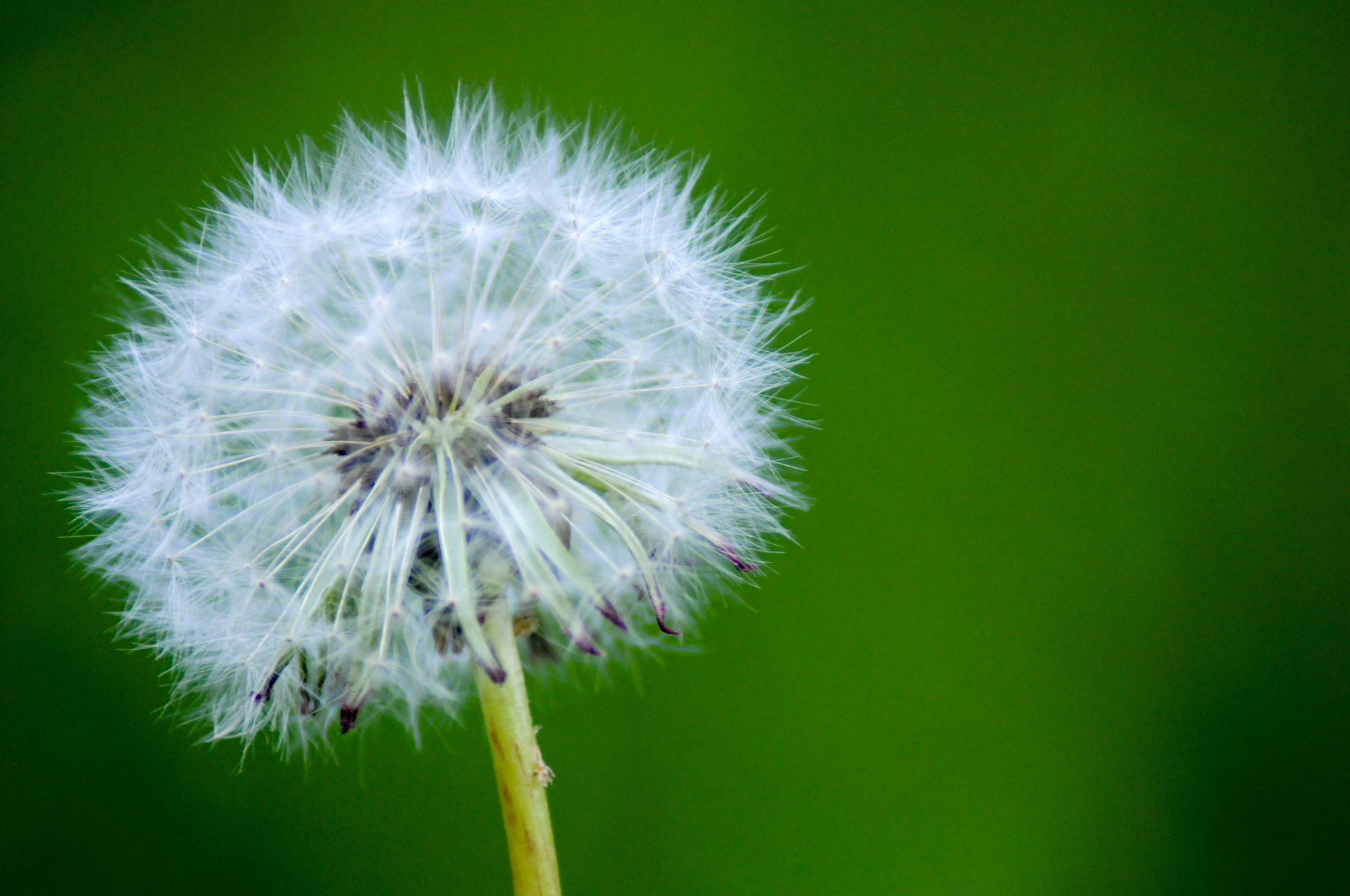 Nikon D300S sample photo. - photography