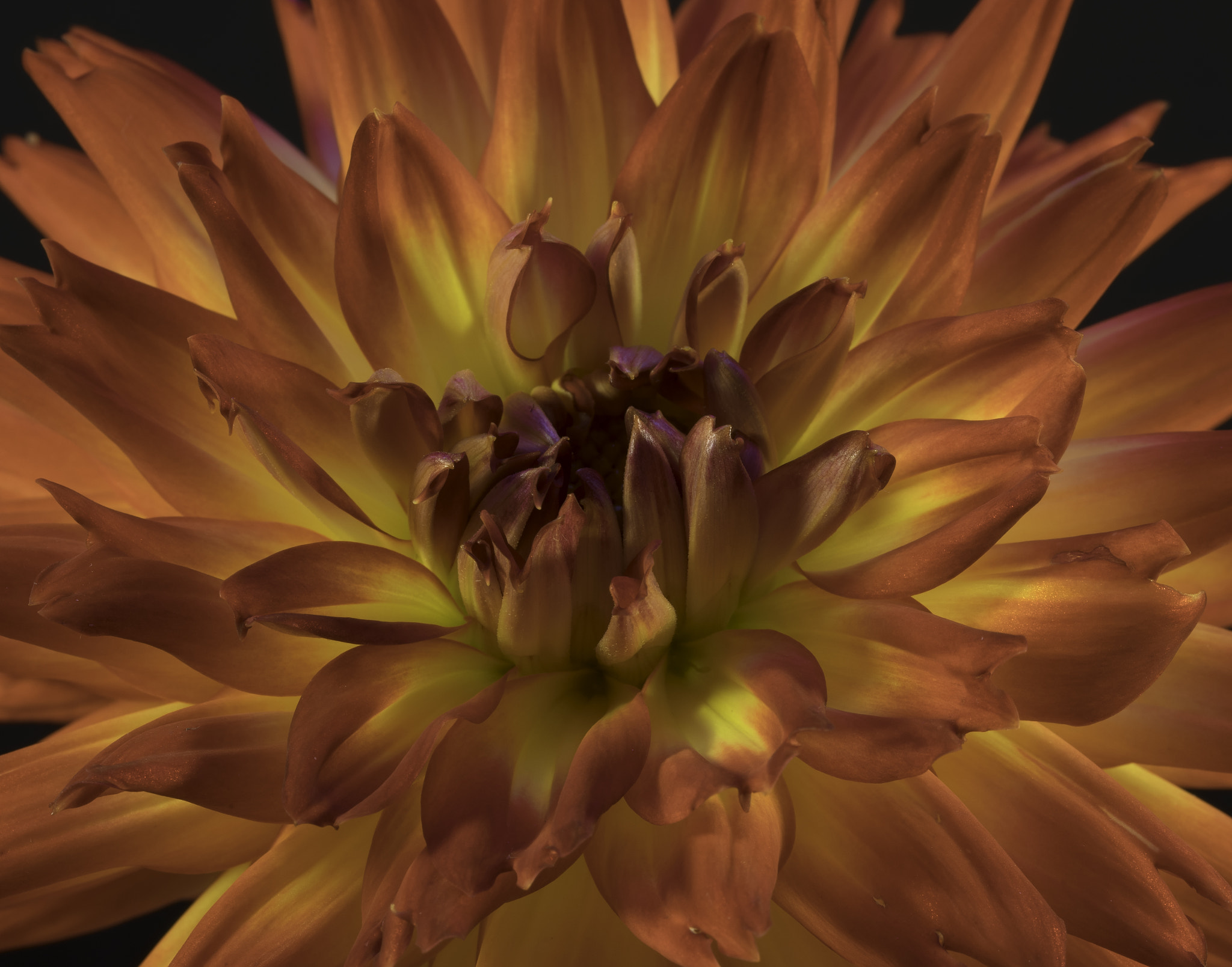 Sony a7 sample photo. Dahlia leaves. photography