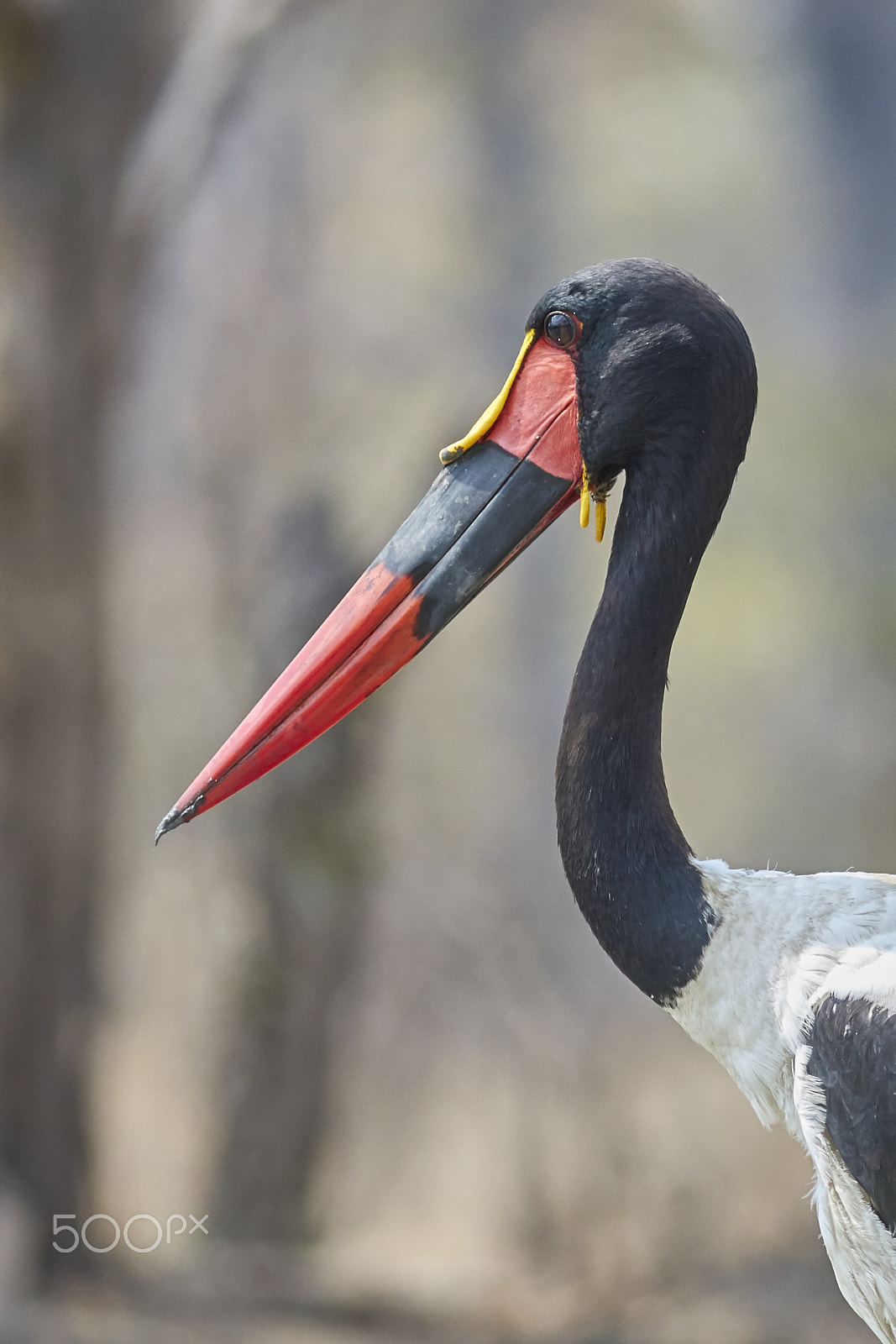 Canon EOS 70D + Canon EF 400mm F5.6L USM sample photo. Saddle-billed stork photography