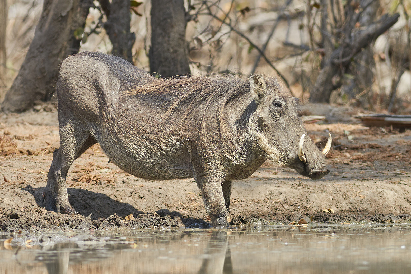 Canon EF 400mm F5.6L USM sample photo. Common warthog photography