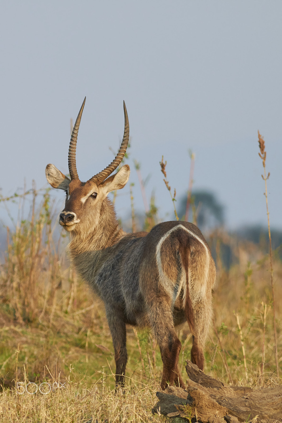 Canon EF 400mm F5.6L USM sample photo. Waterbuck photography