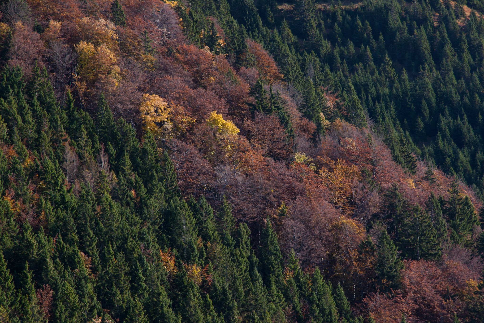 Canon EOS 500D (EOS Rebel T1i / EOS Kiss X3) sample photo. Autumn avalanche photography