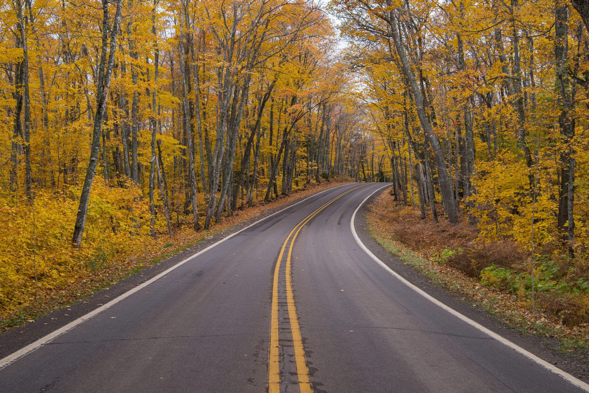 Nikon D810A + Nikon AF-S Nikkor 24-70mm F2.8E ED VR sample photo. Autumn road photography