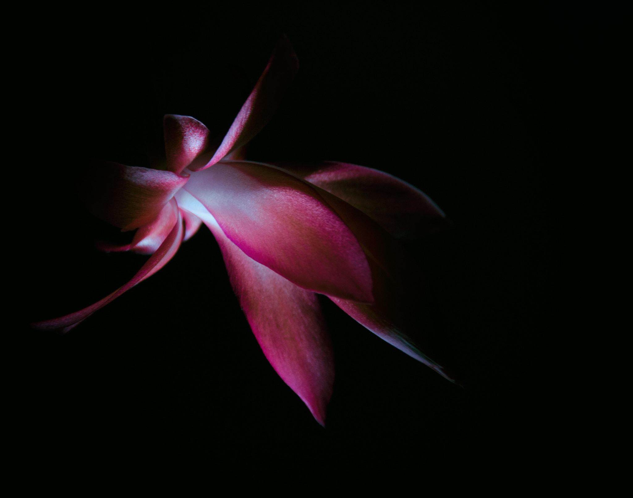 Nikon D60 sample photo. My christmas cactus backlit photography