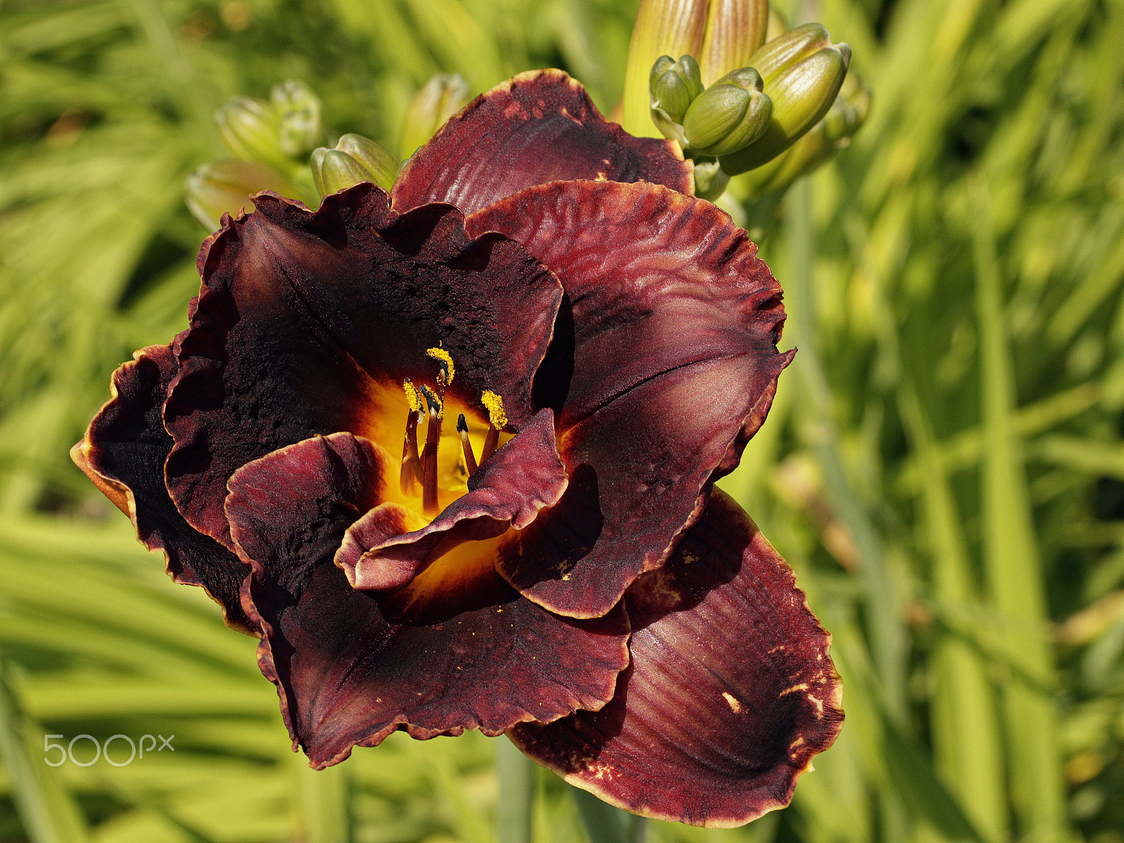 Sigma 50mm F1.4 EX DG HSM sample photo. Hemerocallis (daylily) photography