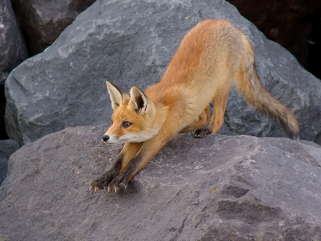 Canon EOS-1D Mark III + Canon EF 400mm f/2.8L sample photo. Red fox cub photography