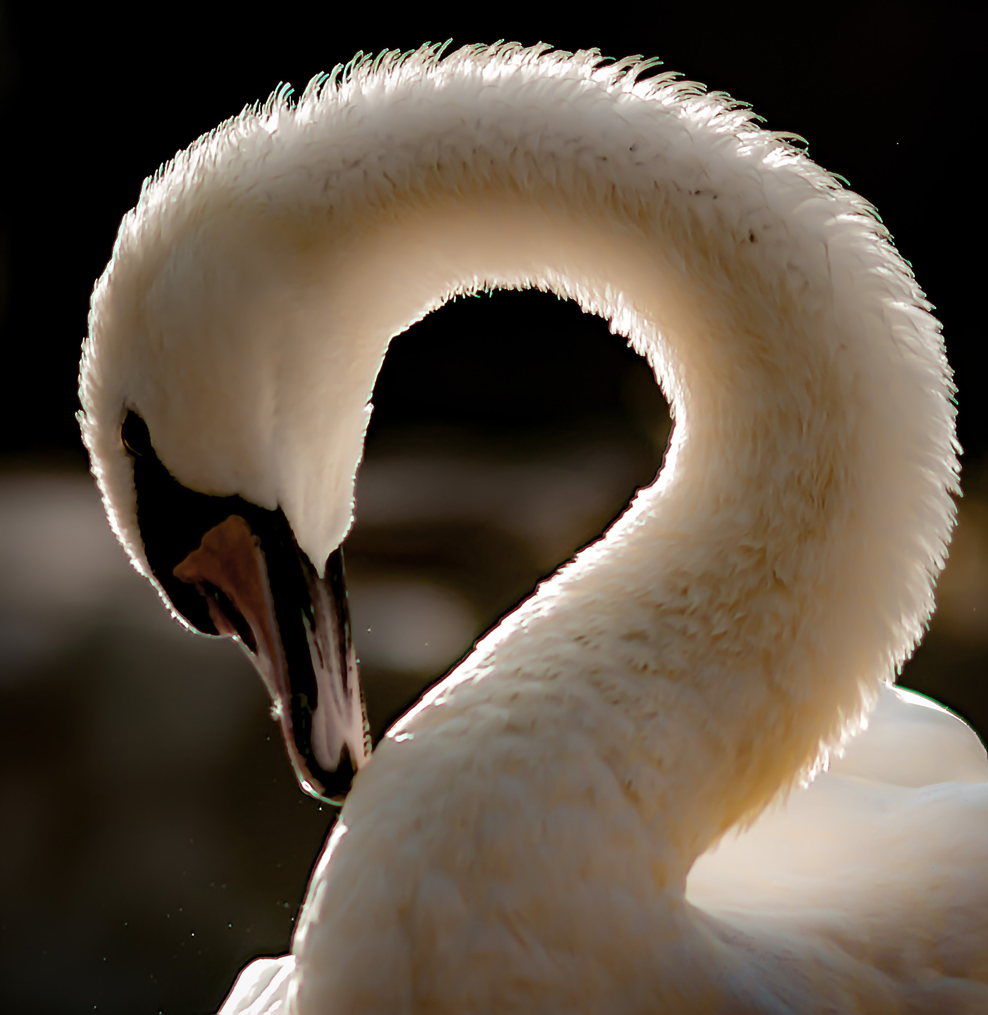 Nikon D800 + AF DC-Nikkor 135mm f/2D sample photo. White swan photography