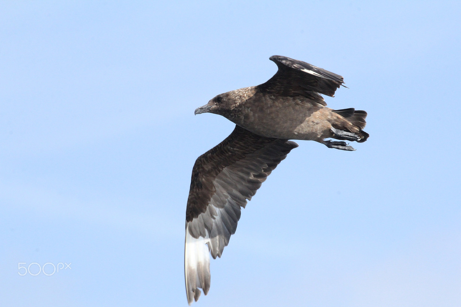 Canon EOS 60D + Canon EF 400mm F5.6L USM sample photo. Great skua photography