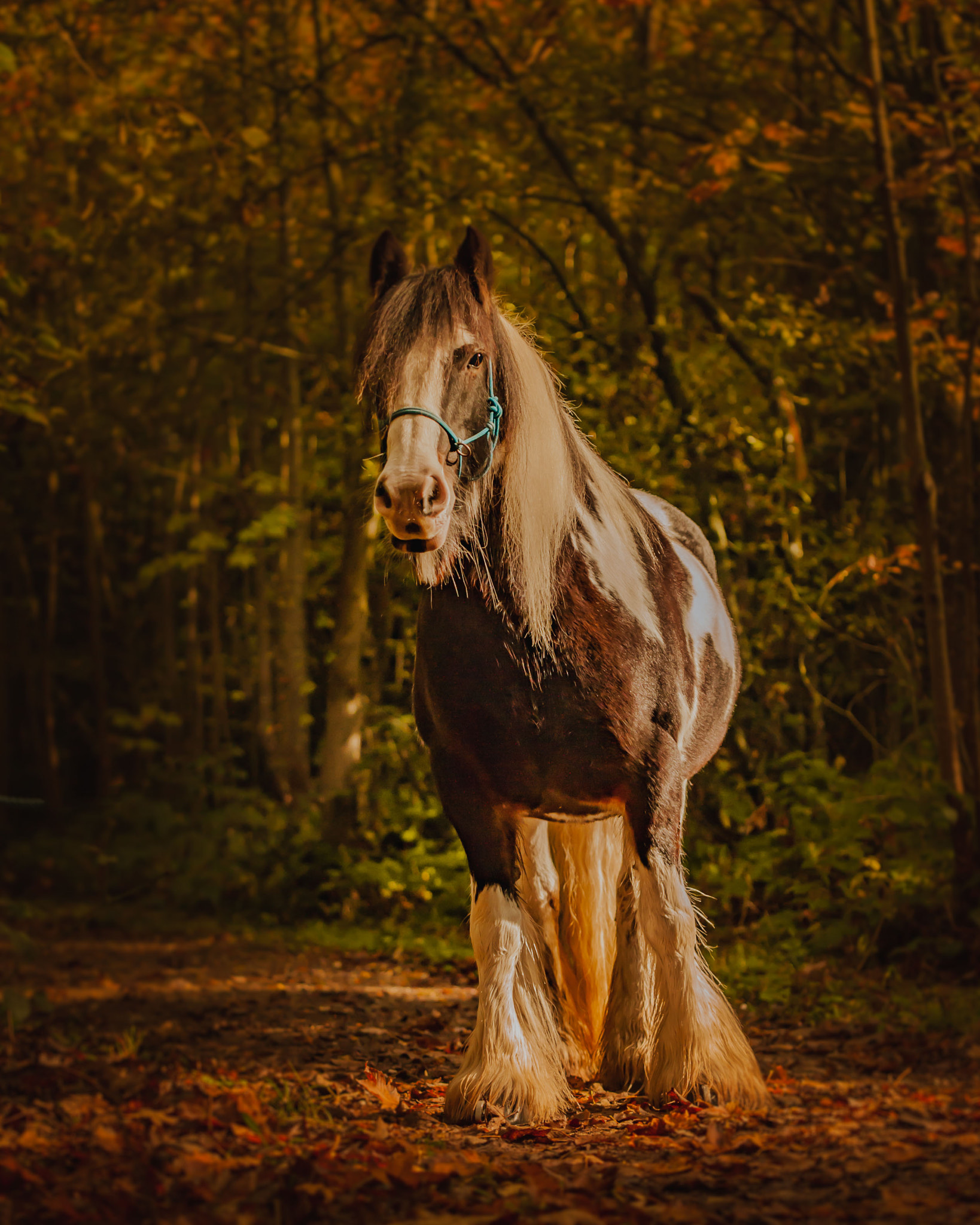 Sigma 70-200mm F2.8 EX DG Macro HSM II sample photo. Irish cob photography
