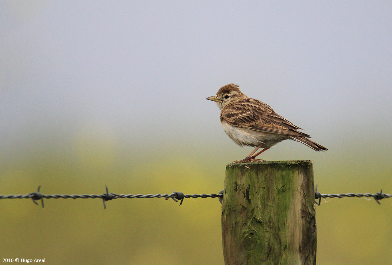 Canon EOS 60D sample photo. Greater short-toed lark photography