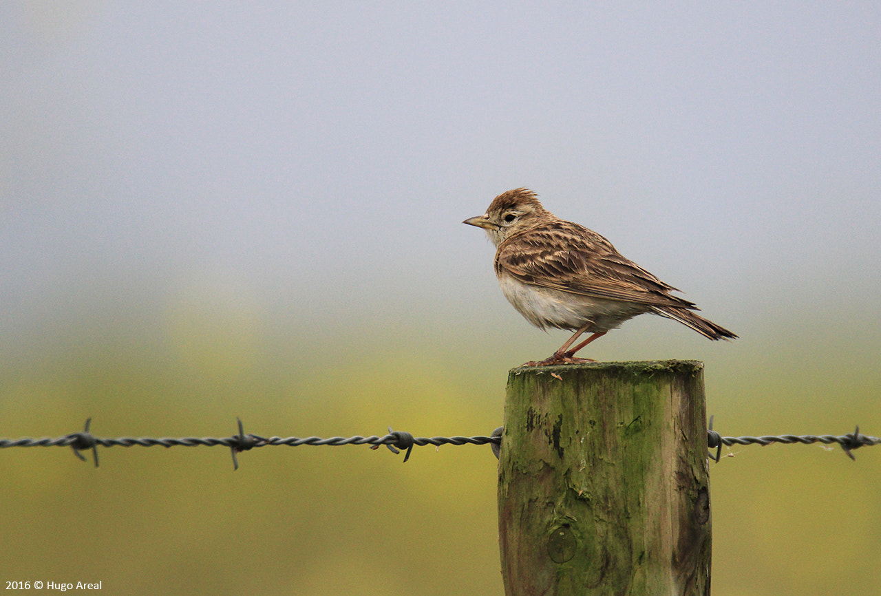 Tamron SP 150-600mm F5-6.3 Di VC USD sample photo. Greater short-toed lark photography