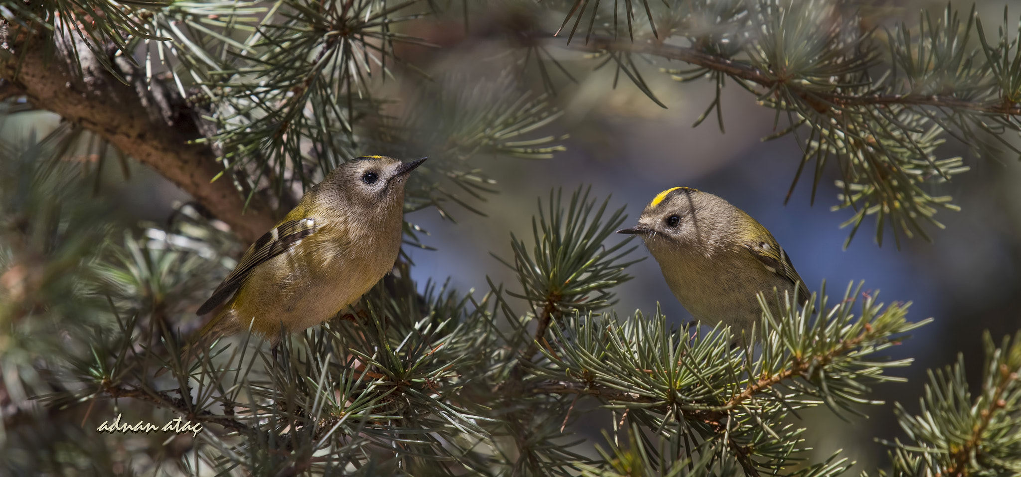Nikon Nikkor AF-S 300mm F4E PF ED VR sample photo. Çalıkuşu - goldcrest - regulus regulus photography