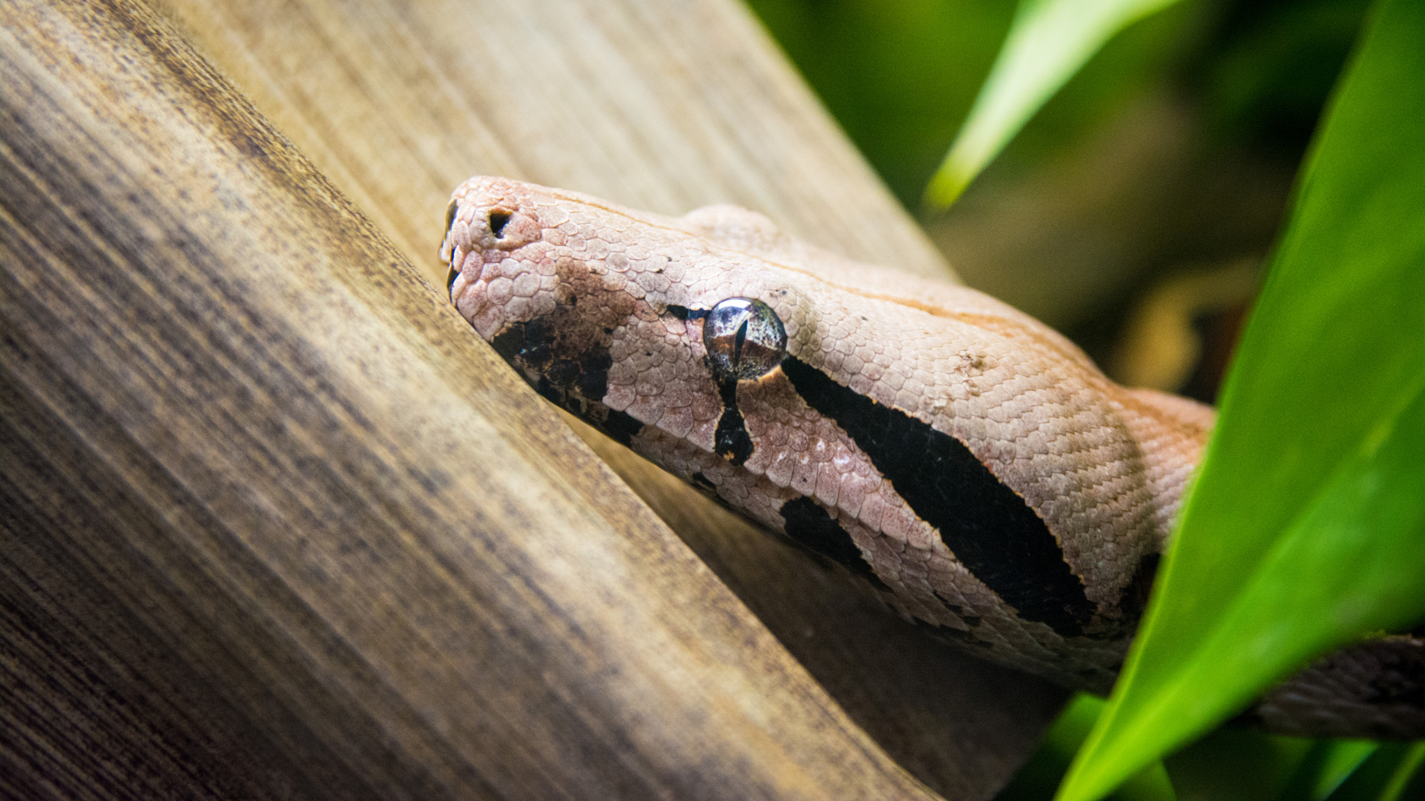 Sigma 17-70mm F2.8-4 DC Macro OS HSM | C sample photo. Snake photography