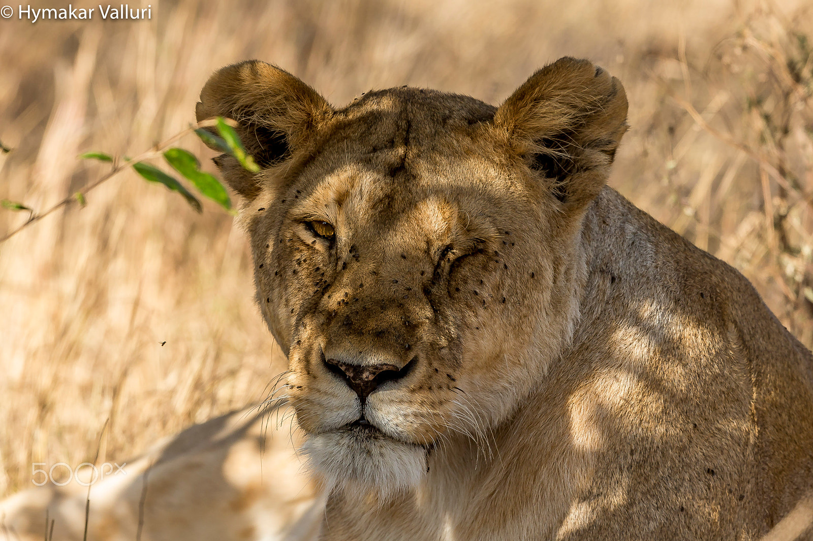 Canon EF 500mm F4L IS II USM sample photo. Winking beauty photography