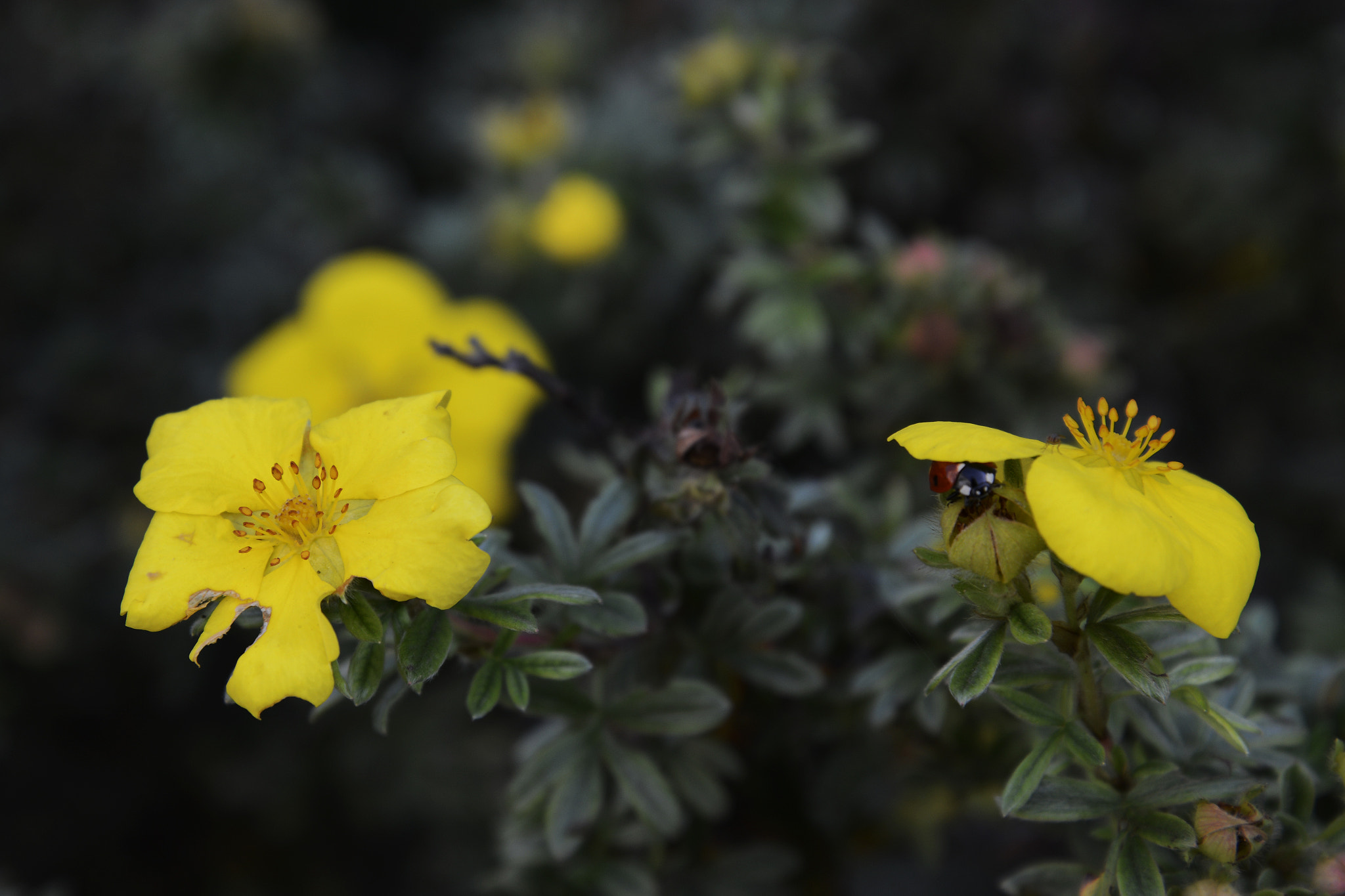 Nikon D600 + Tamron SP 150-600mm F5-6.3 Di VC USD sample photo. Ladybird on a yellow flower photography