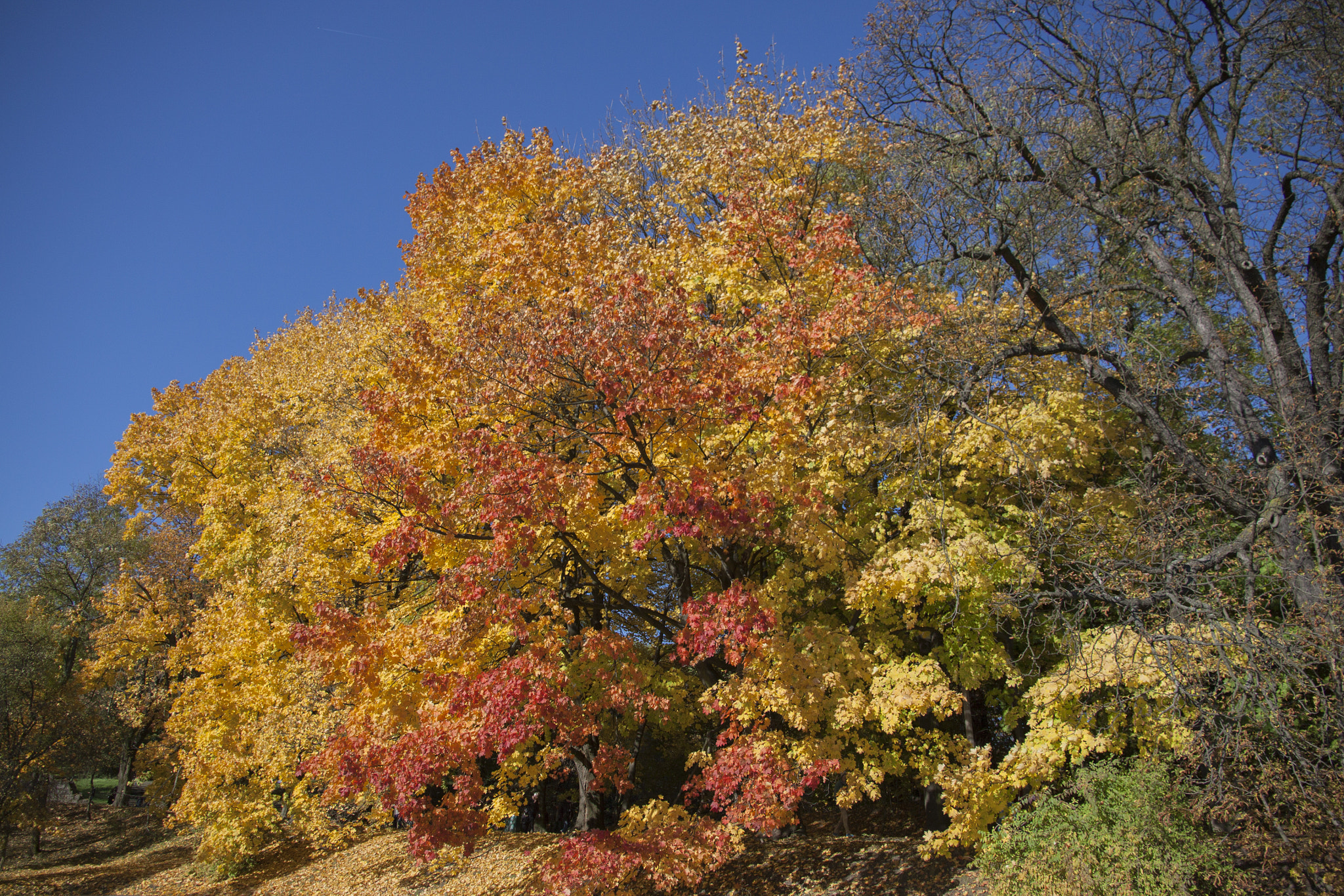 Canon EOS 50D sample photo. Gold and red during "golden polish fall" photography