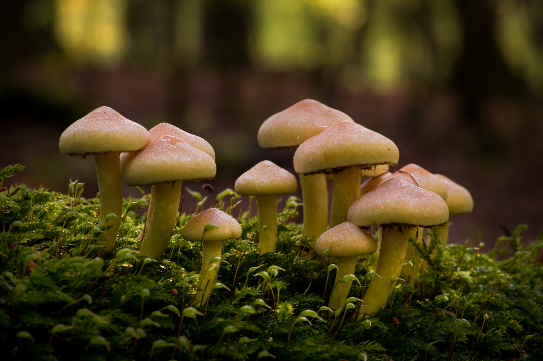 Pentax K-3 sample photo. Mushrooms | hold together photography