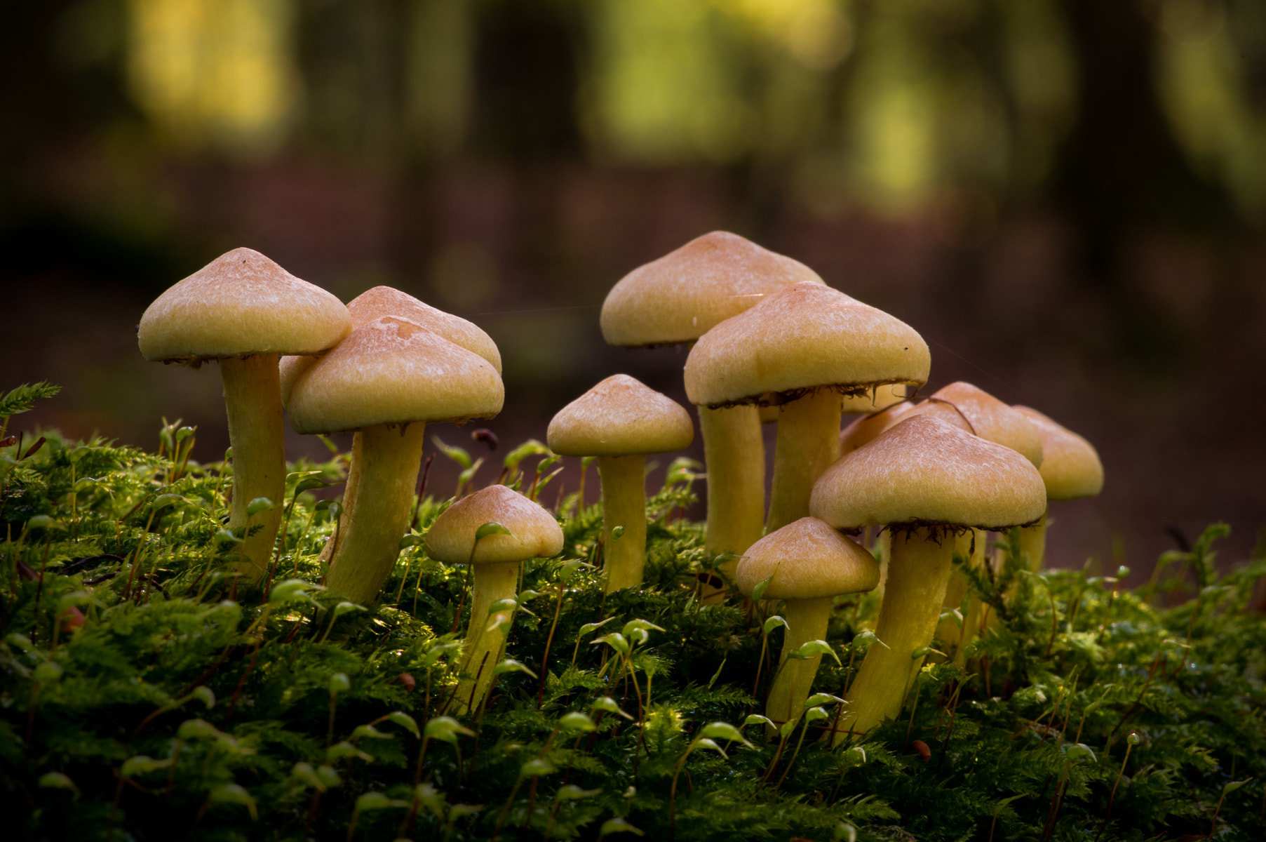 Pentax smc D-FA 100mm F2.8 Macro WR sample photo. Mushrooms | hold together photography